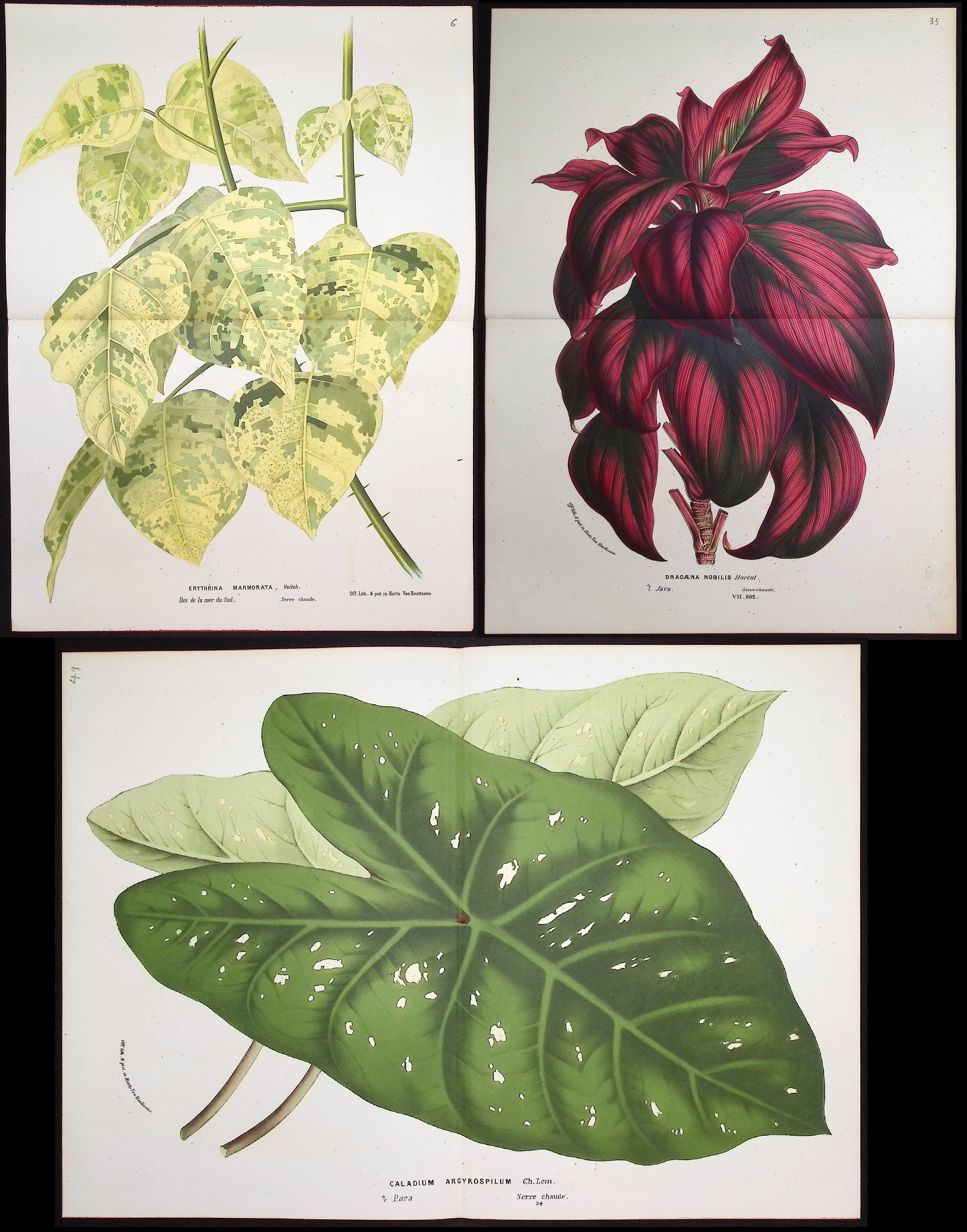 Van Houtte - 5 Leafy Botanical Prints