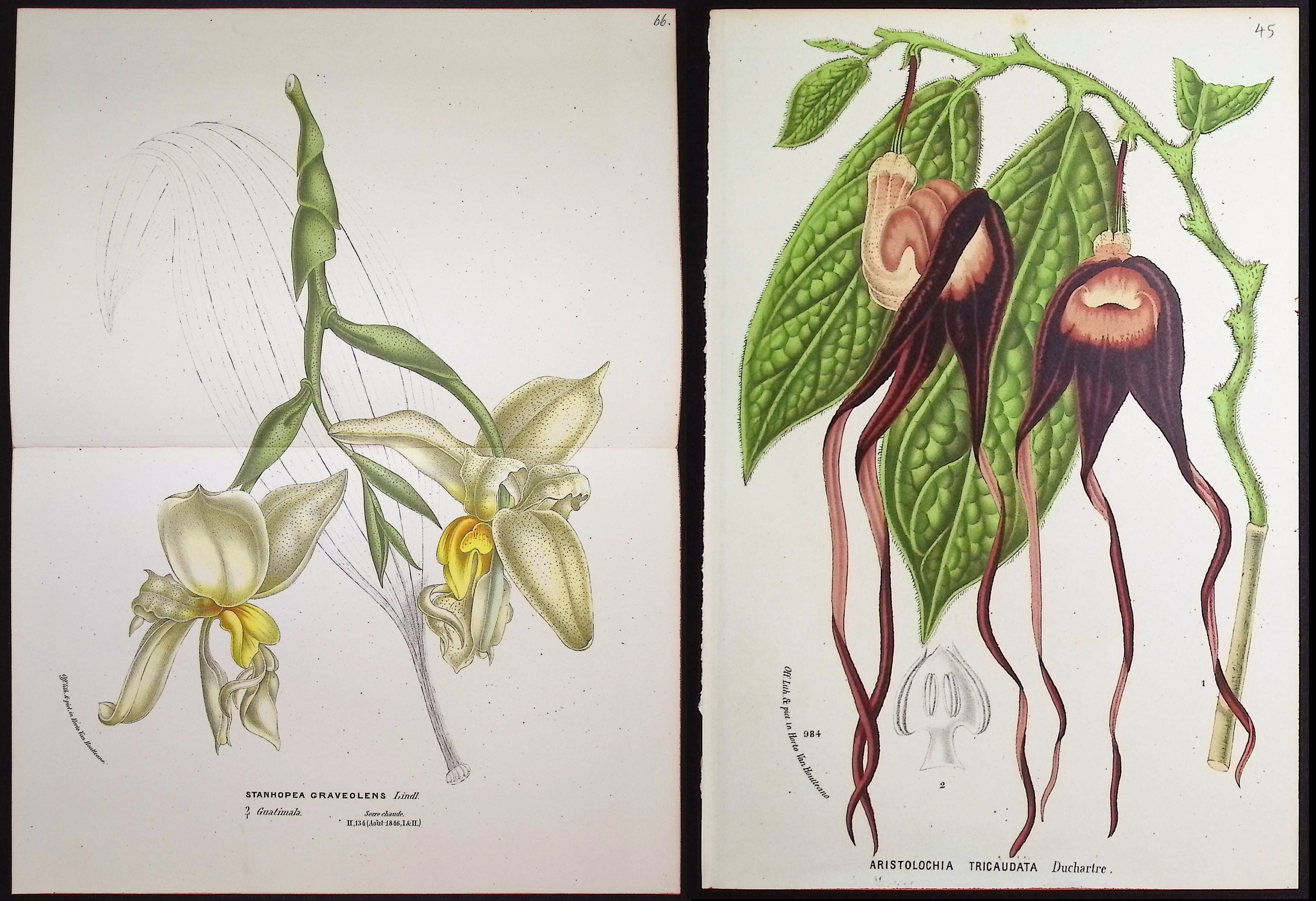 Van Houtte - 7 Orchid Prints