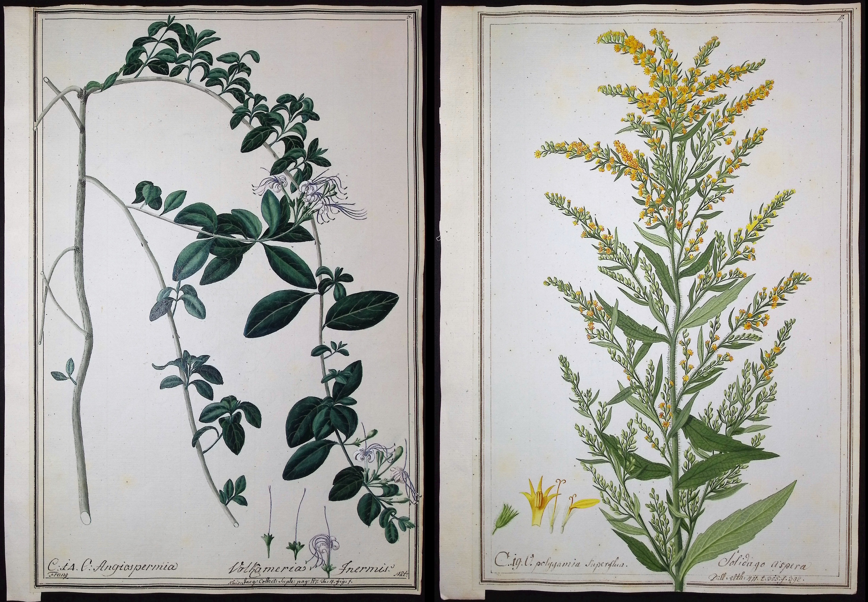 6 Original Botanical Watercolors (according to Linnaeus system)
