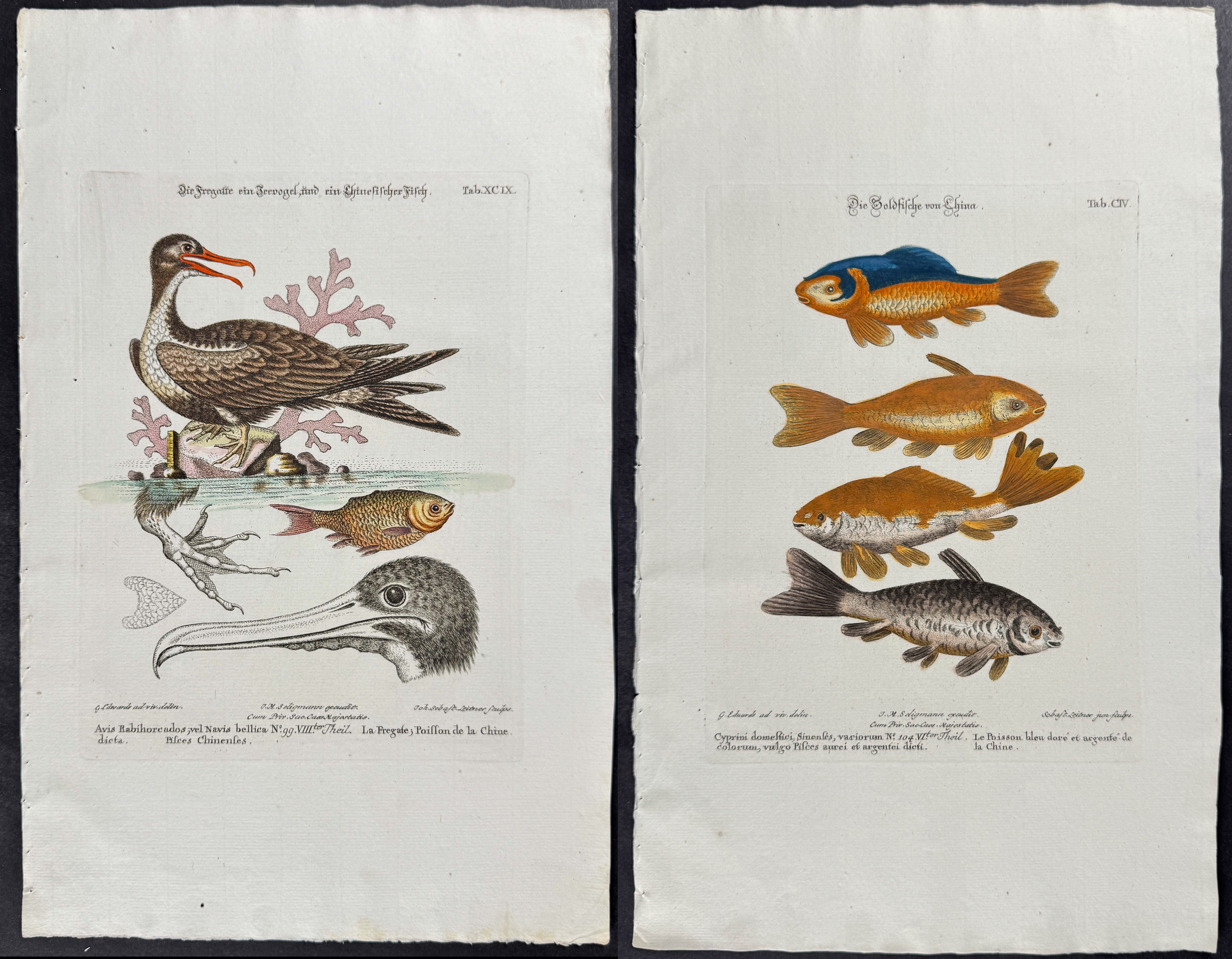 Seligmann after Edwards - 7 Natural History Engravings (Sea Life, Insects, Coral, Sharks, Spider)
