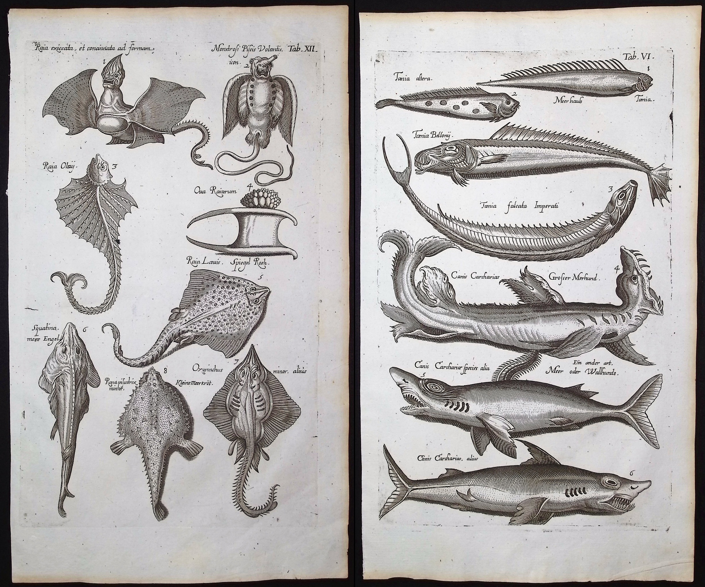 Merian & Jonston - 5 Sea Life Engravings (Fish, Shark, Blowfish, Sea Monster)