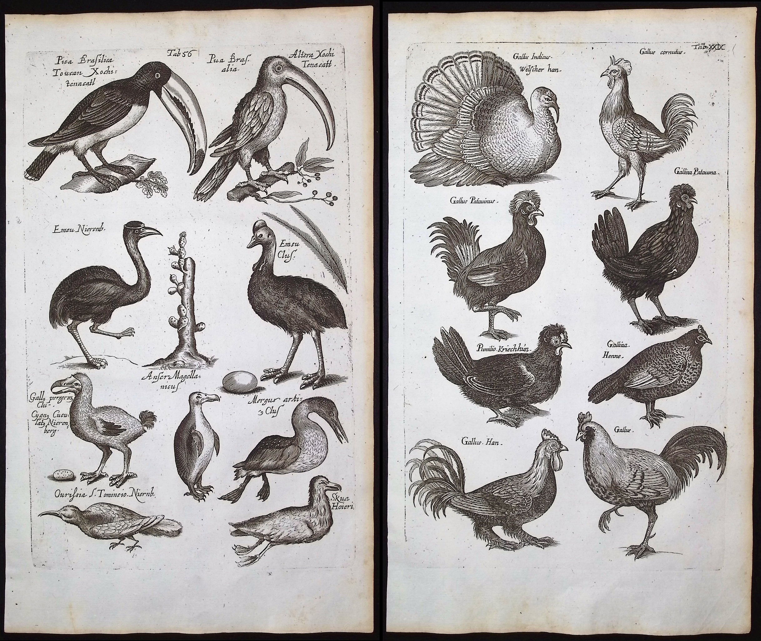 Merian & Jonston - 8 Bird Engravings (Dodo Bird, Toucan, Penguin, Turkey, Chicken, Bird of Paradise, Flamingo, Heron, Bittern)