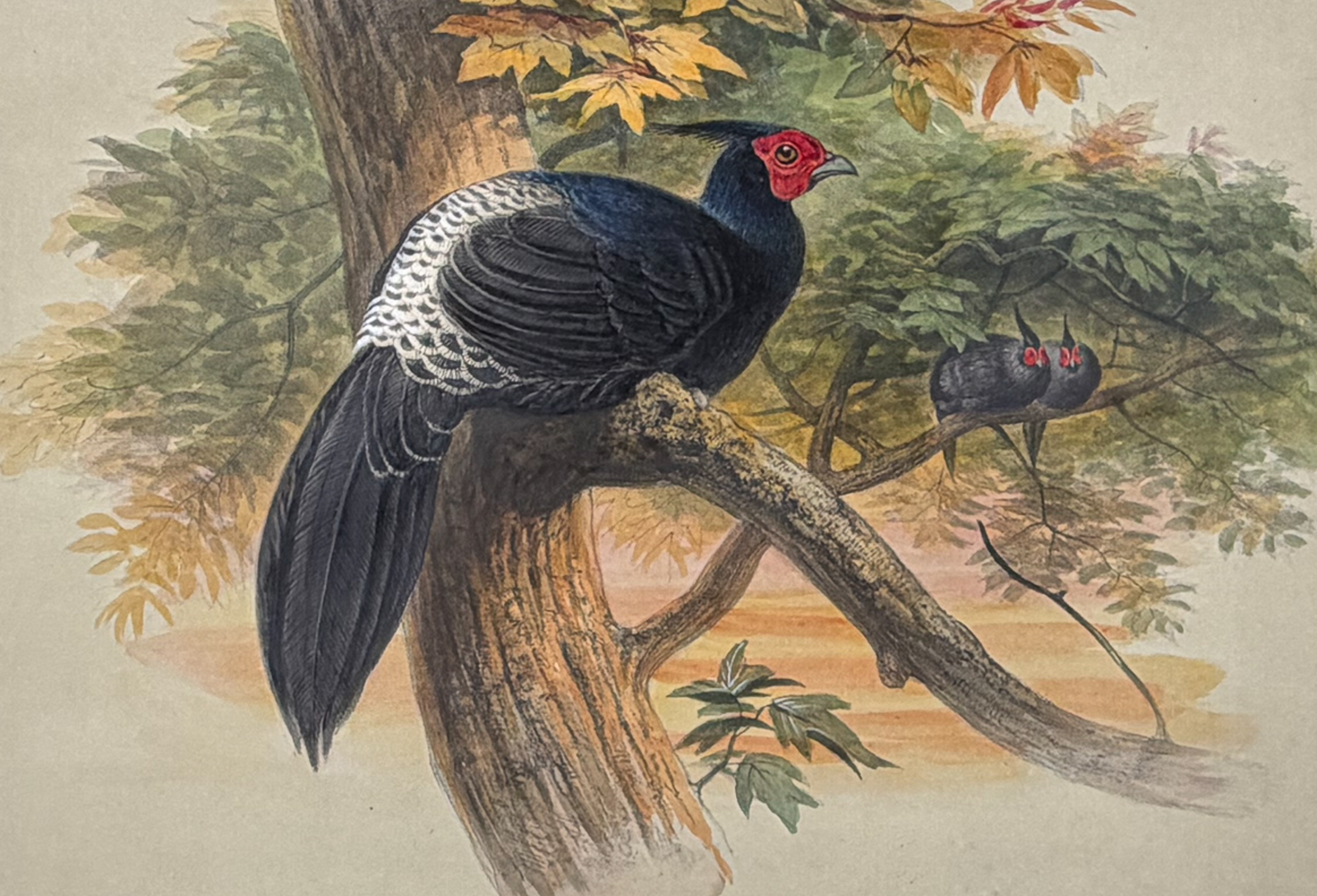 Wolf, Folio - Horsfield Kaleege (Gallophasis horsfieldii)