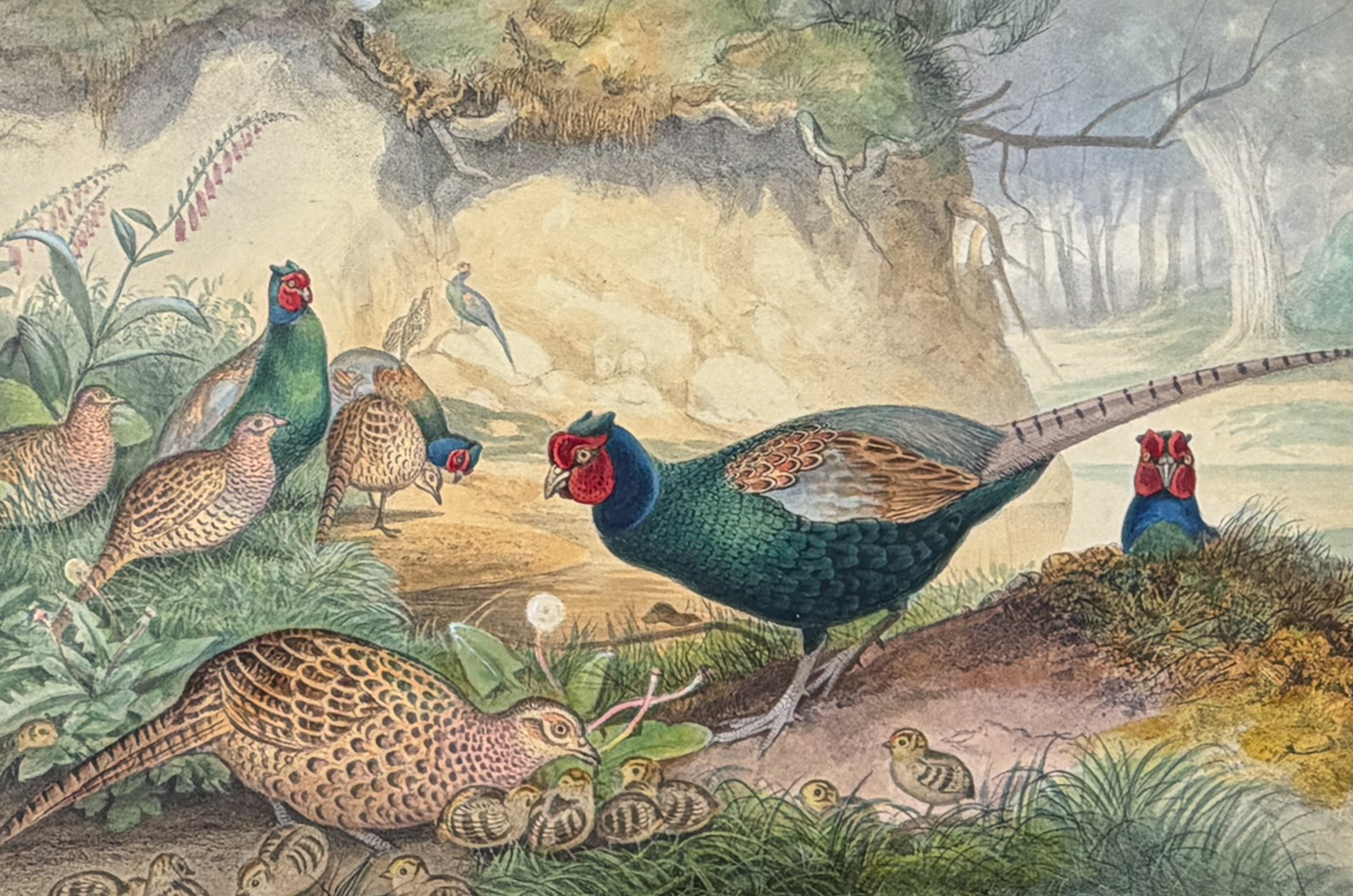 Wolf, Folio - Japanese Pheasant (Phasianus versicolor)
