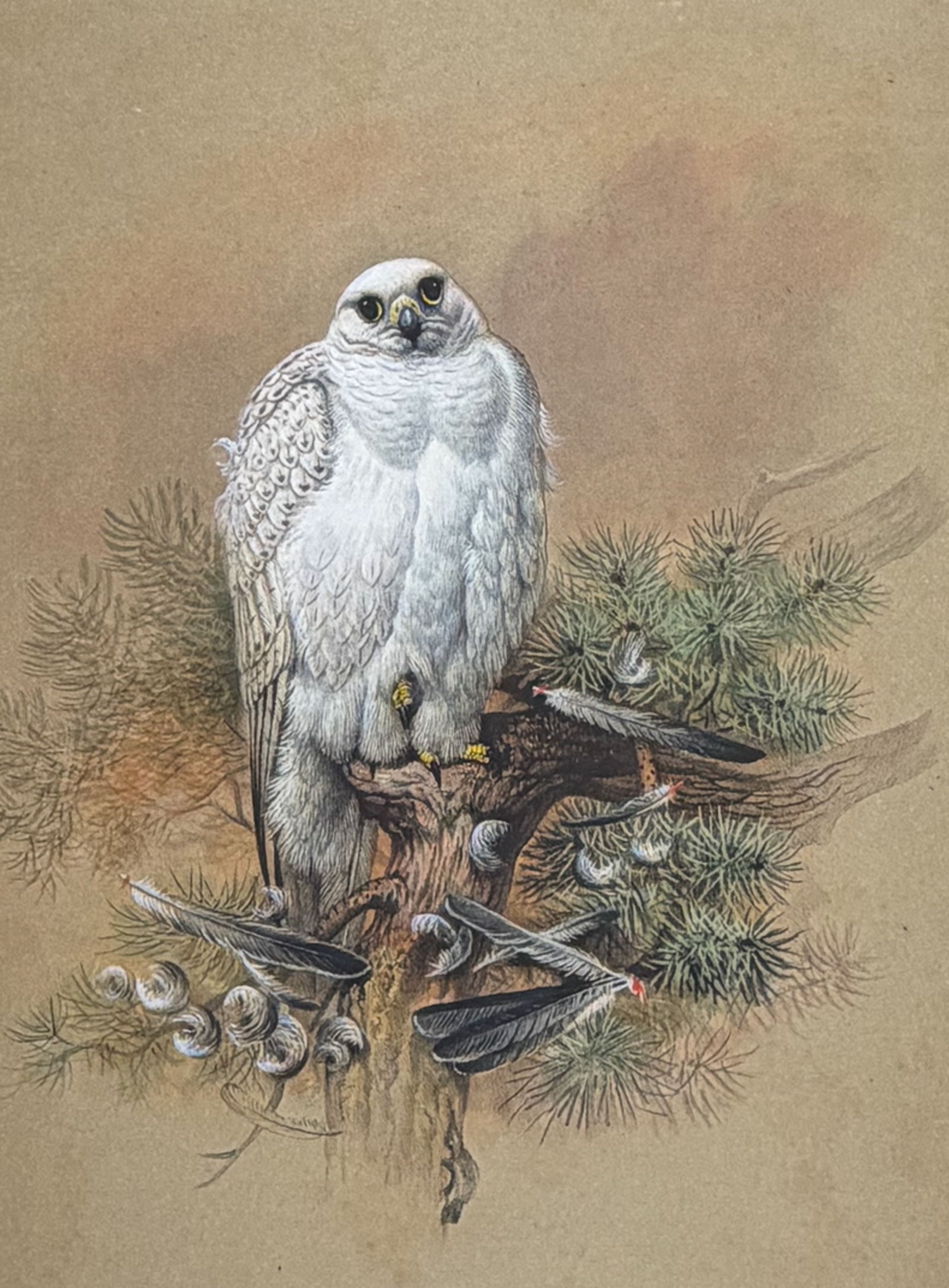 Wolf, Folio - Greenland Falcon (Falco groenlandicus)