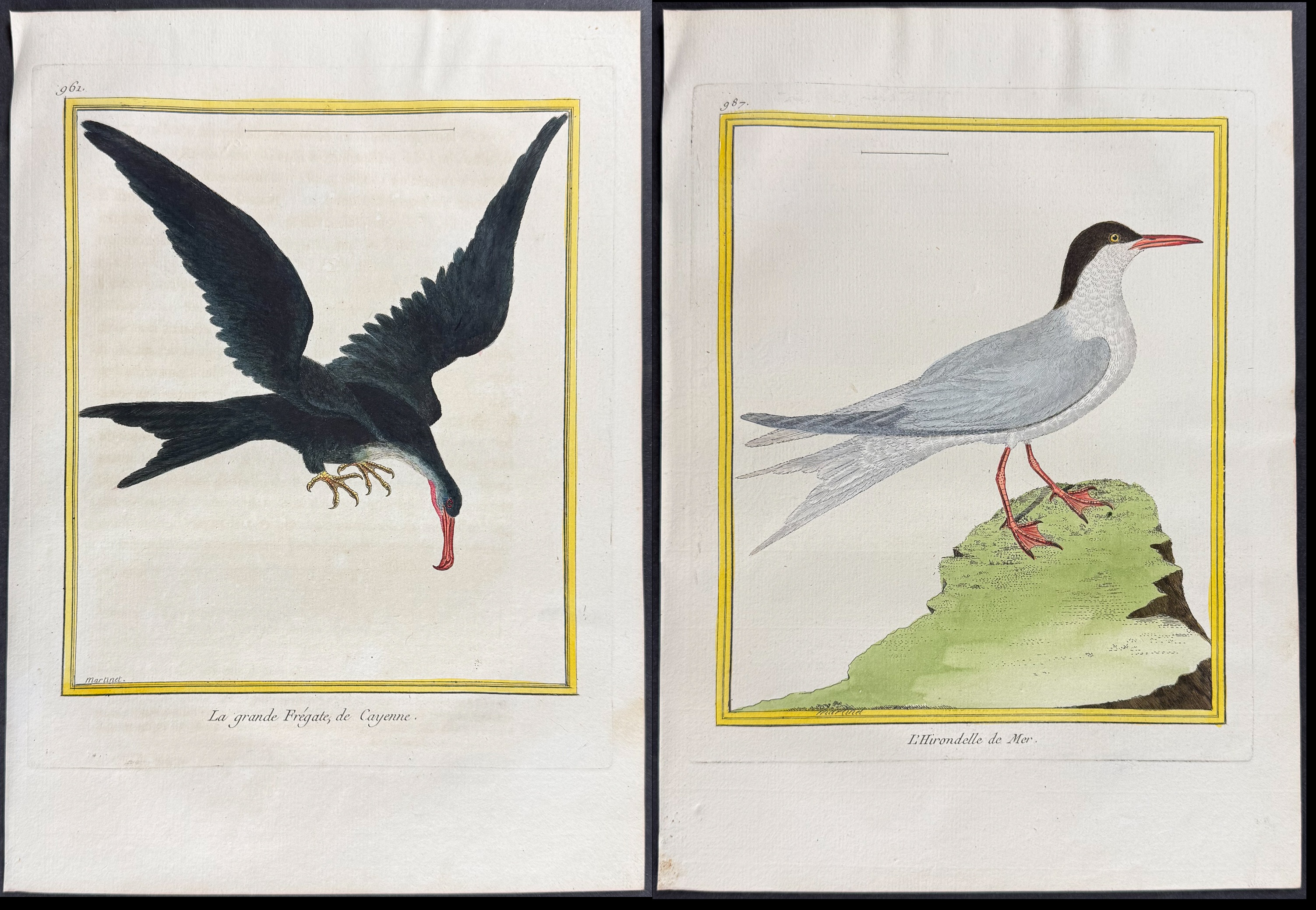 Martinet & Buffon - 6 Shore or Water Bird Engravings (Gannet, Tropic Bird, Frigate Pelican, Tern or Gull)