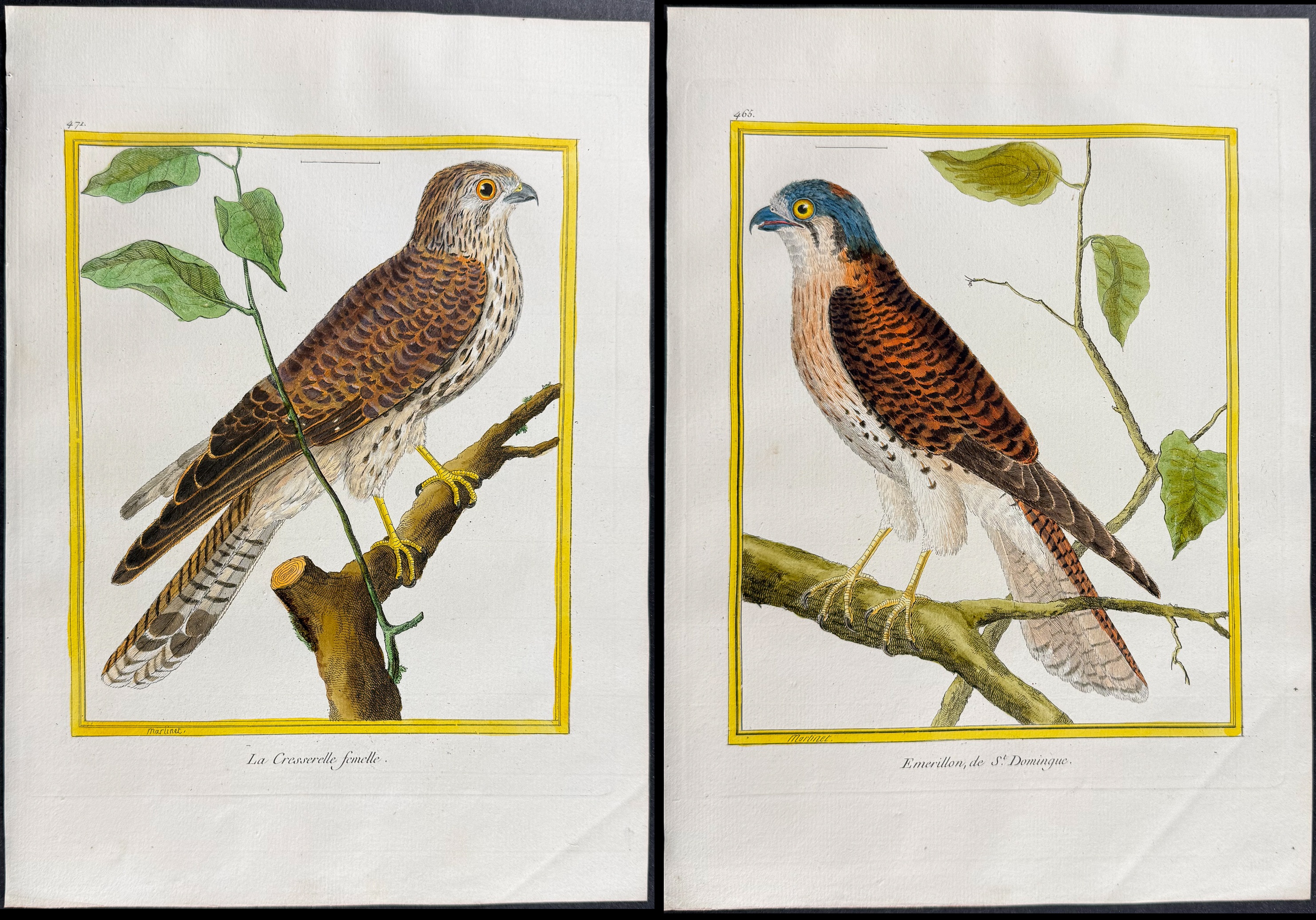 Martinet & Buffon - 6 Bird or Prey Engravings (Kestrel, Merlin, Sparrowhawk)