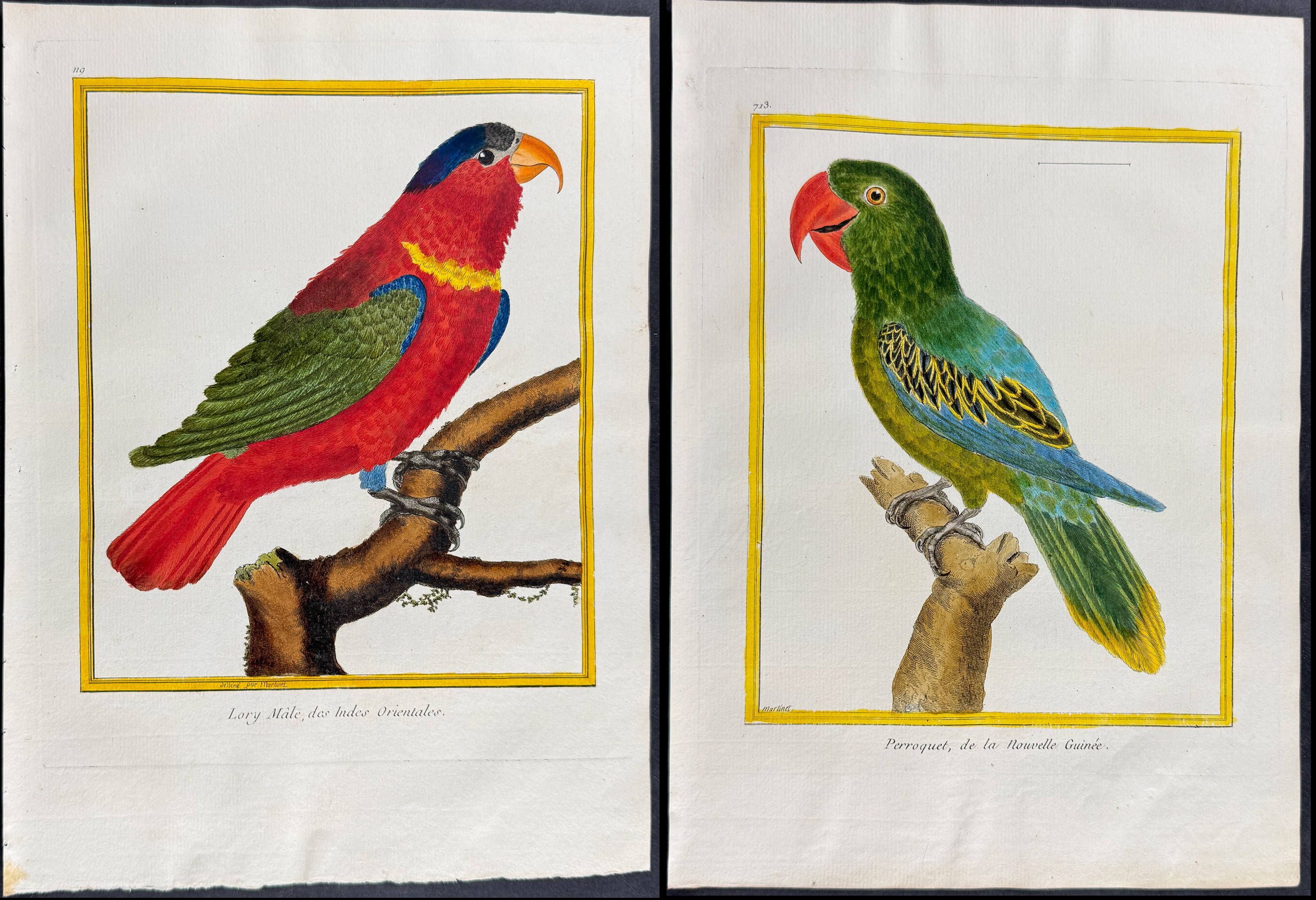 Martinet & Buffon - 6 Parrot Engravings