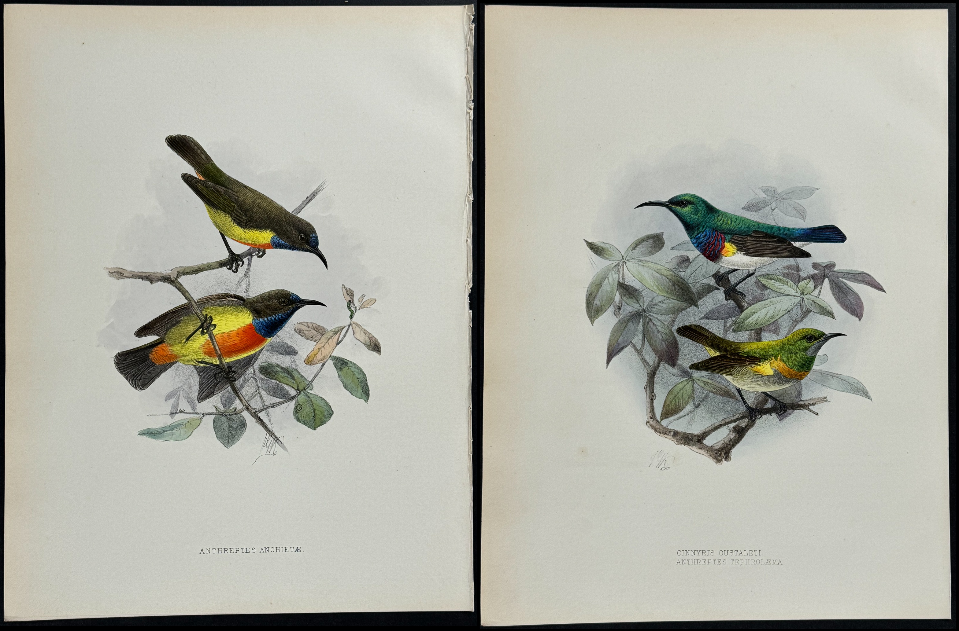 Shelley & Keulemans - 4 Sunbird Lithographs