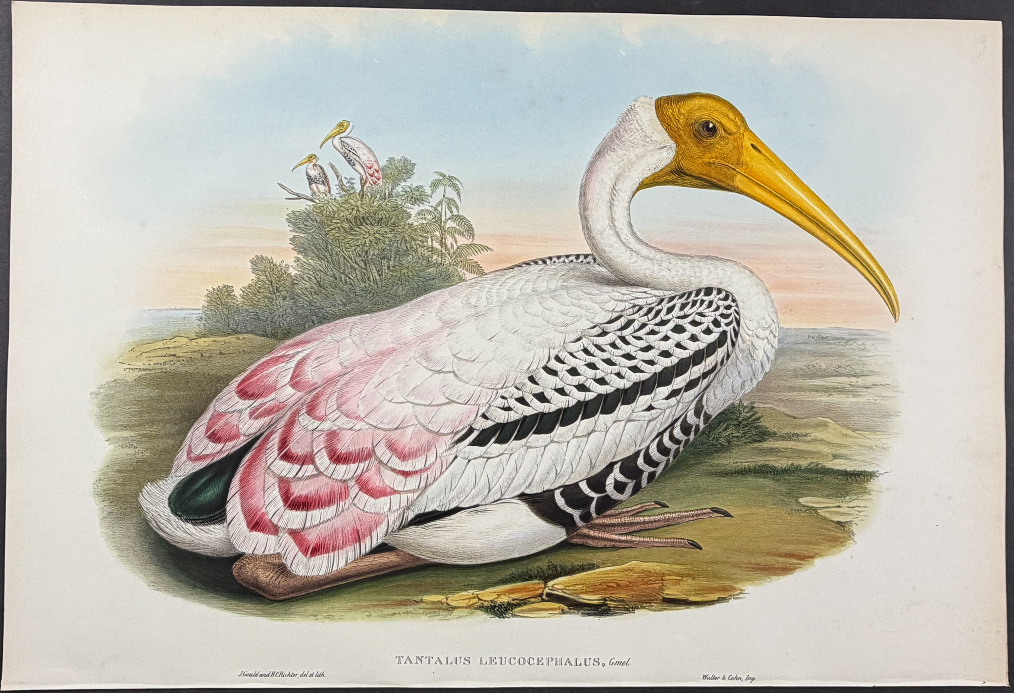 Gould, Asia - Rosy Tantalus [Tantalus Leucocephalus]