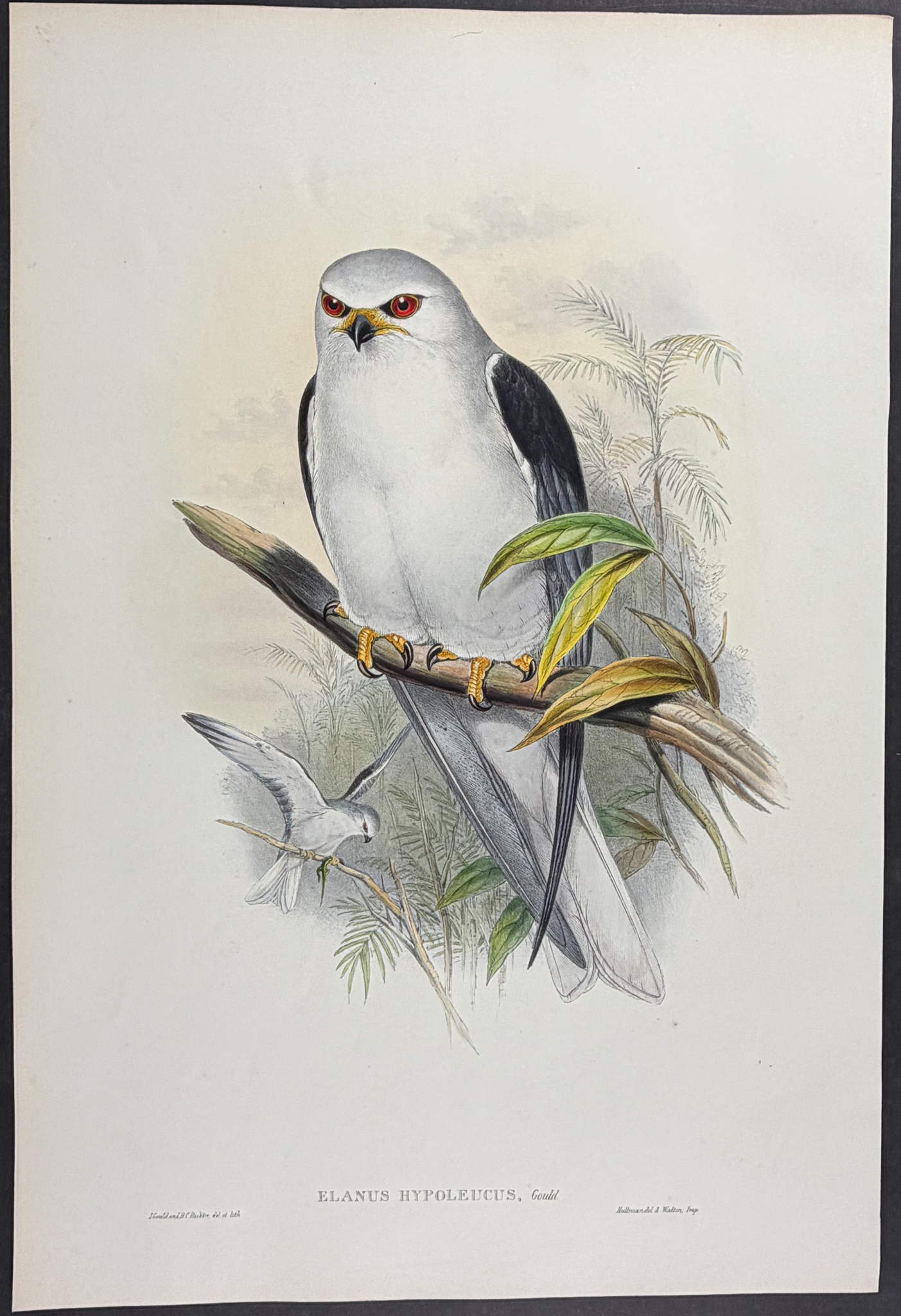 Gould, Asia - Celebean or Sunda Black-winged Kite [Elanus Hypoleucus]