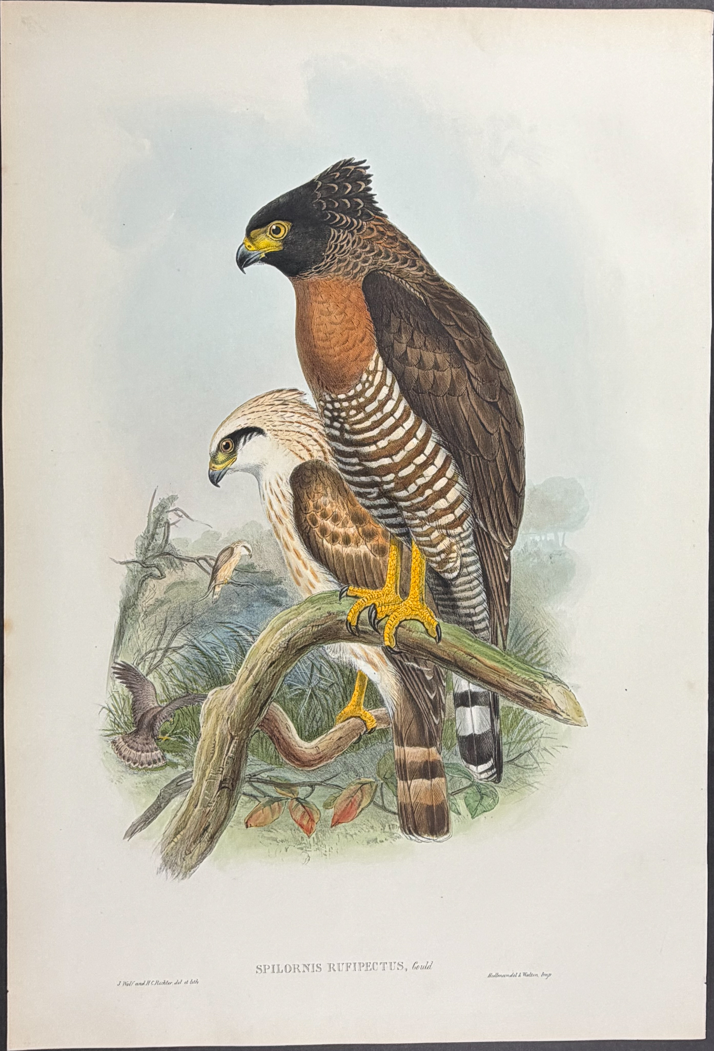 Gould, Asia - Rufous-breasted Spilornis [Spilornis Rufipectus]