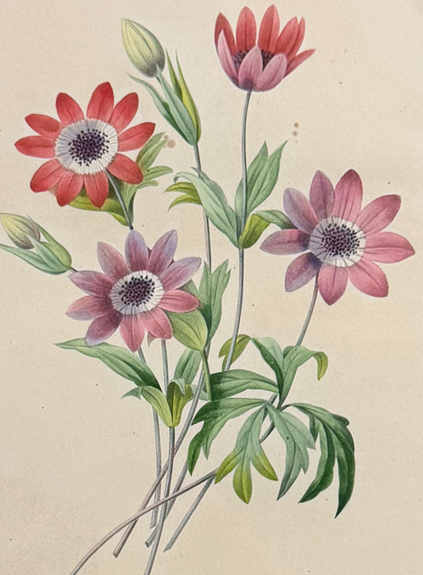 Redoute, Choix, Rare Folio - 5 Botanical Engravings