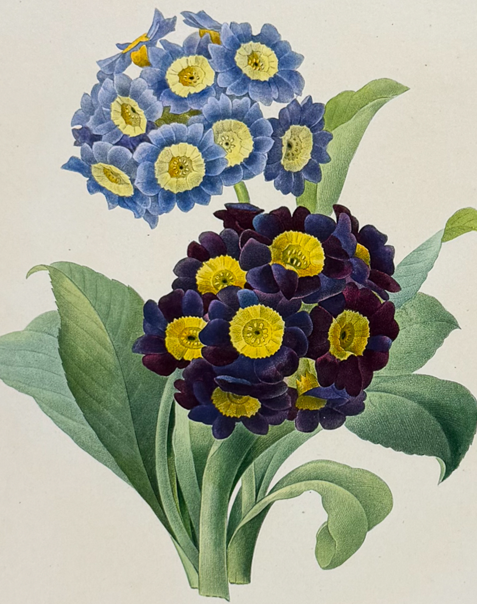 Redoute, Choix, Rare Folio - Primula [Primula auricula]