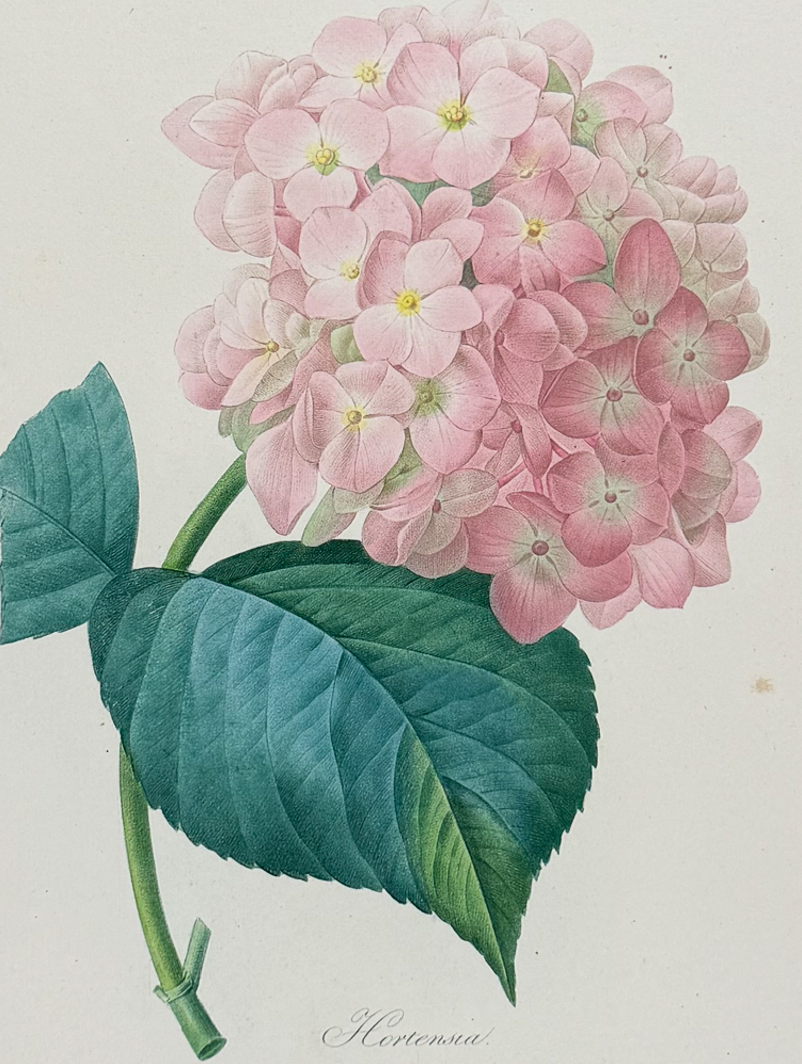 Redoute, Choix, Rare Folio - Hydrangea [Hortensia]