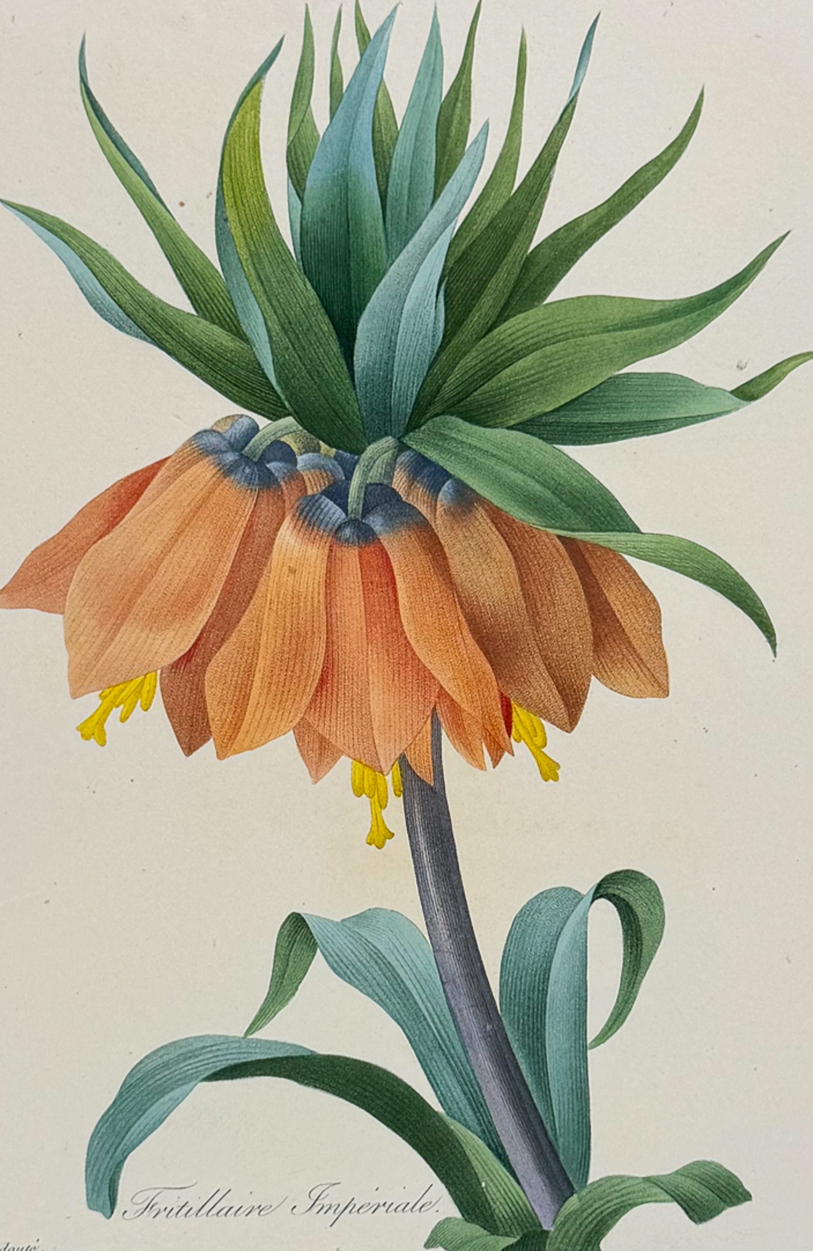 Redoute, Choix, Rare Folio - Crown Imperial Lily [Fritillaire Imperiale]