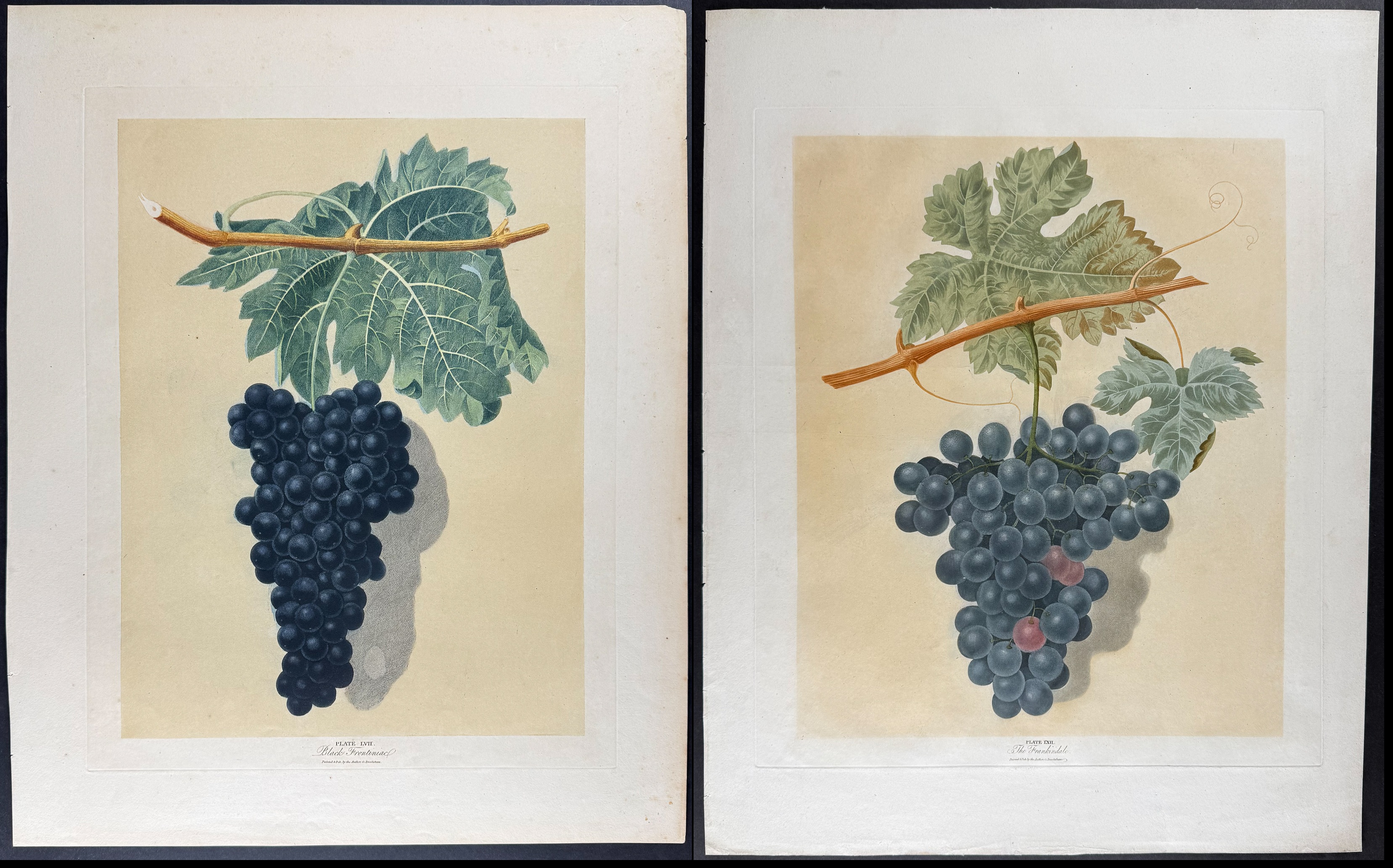 Brookshaw, Folio - Pair of Grape Engravings