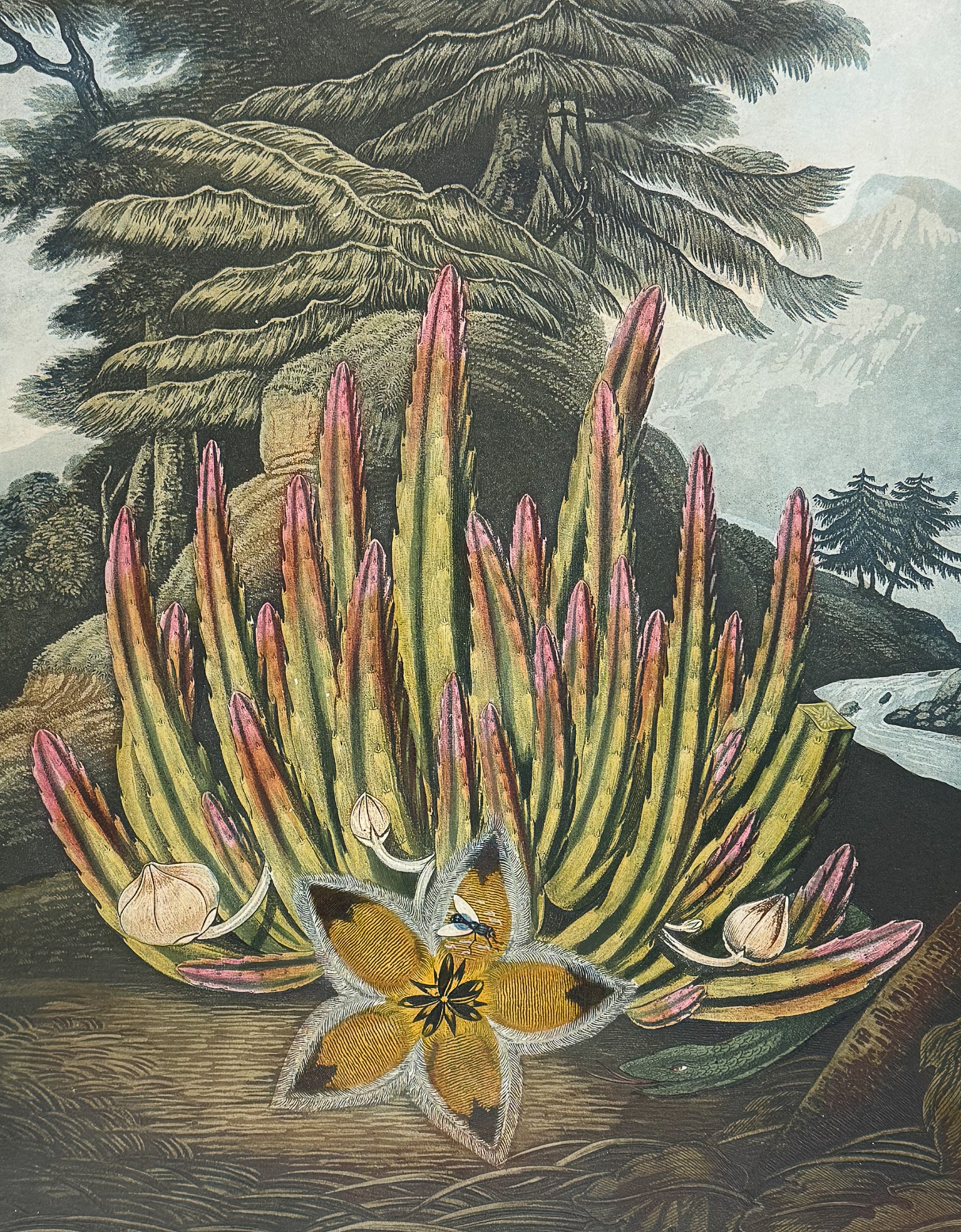 Thornton, Folio - The Maggot-bearing Stapelia (Carrion Flower)