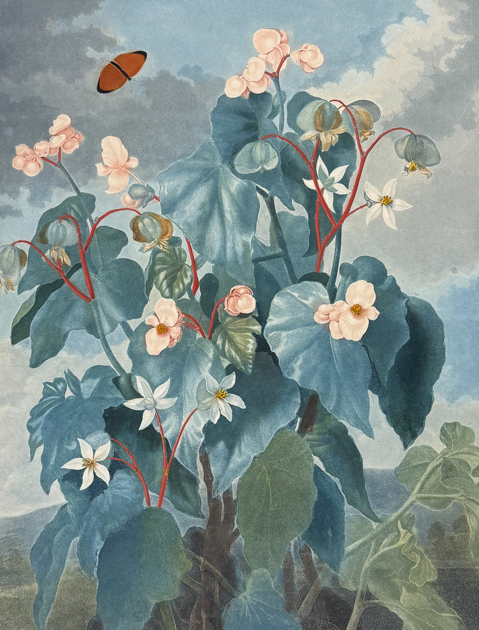 Thornton, Folio - The Oblique-leaved Begonia