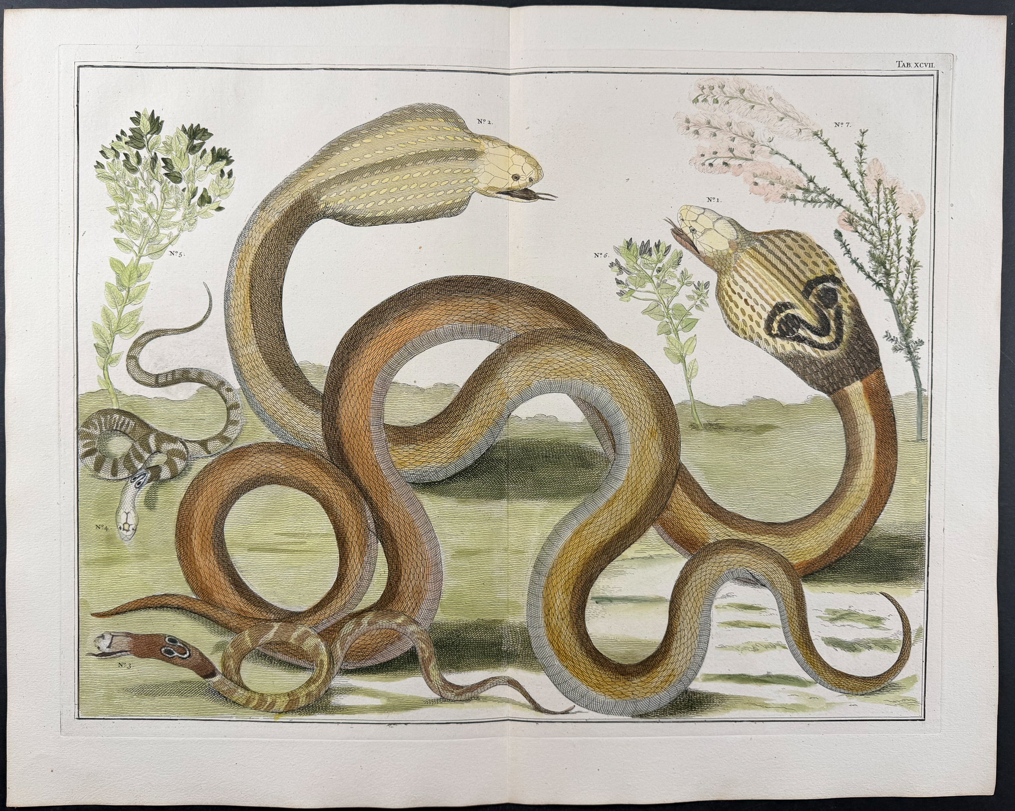 Seba - Cobra Snakes & Pants. 97