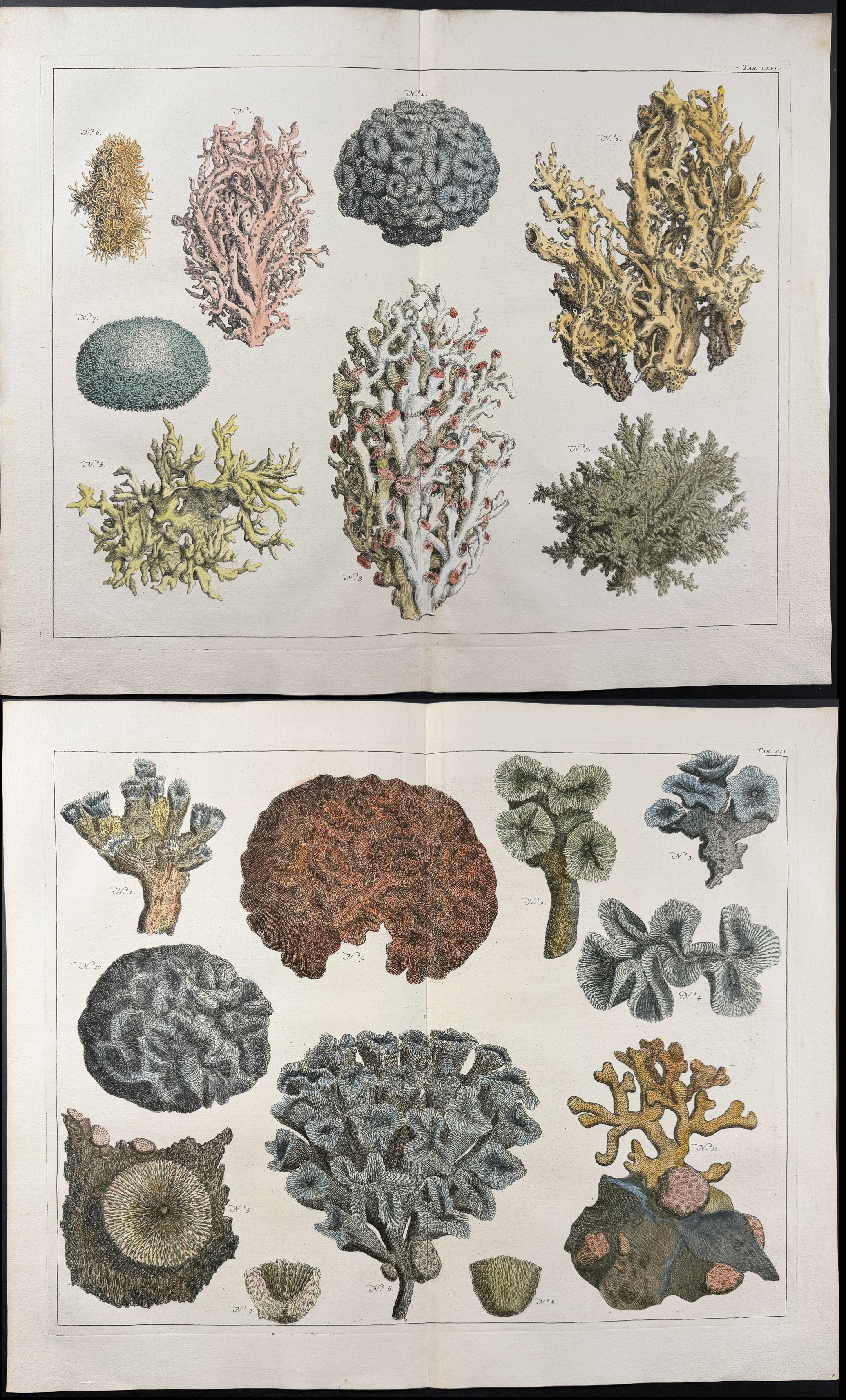Seba - Pair of Coral Engravings