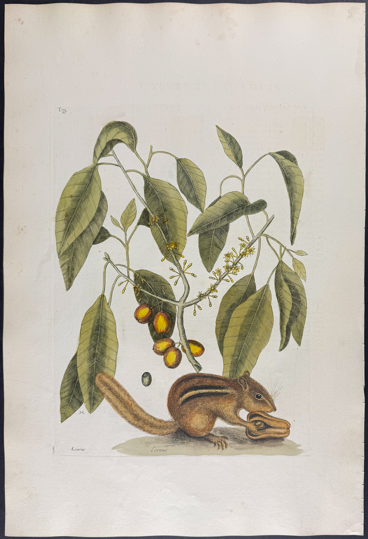 Catesby, Folio - Ground Squirrel (Eastern Chipmunk) with Mastick Tree. 2-75