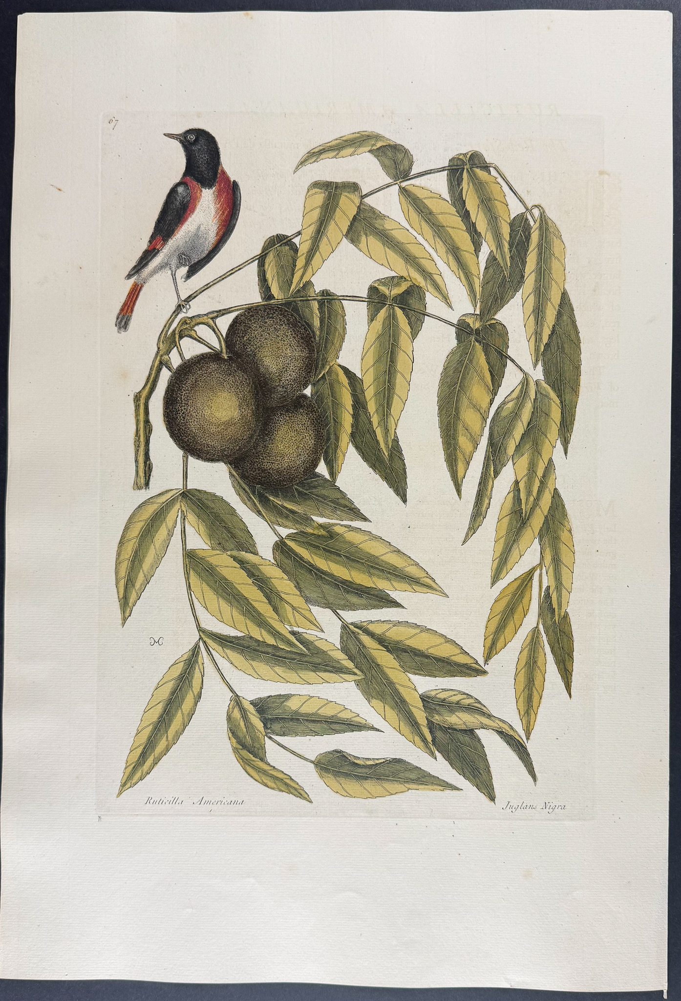 Catesby, Folio - Red Start with Black Walnut. 1-67