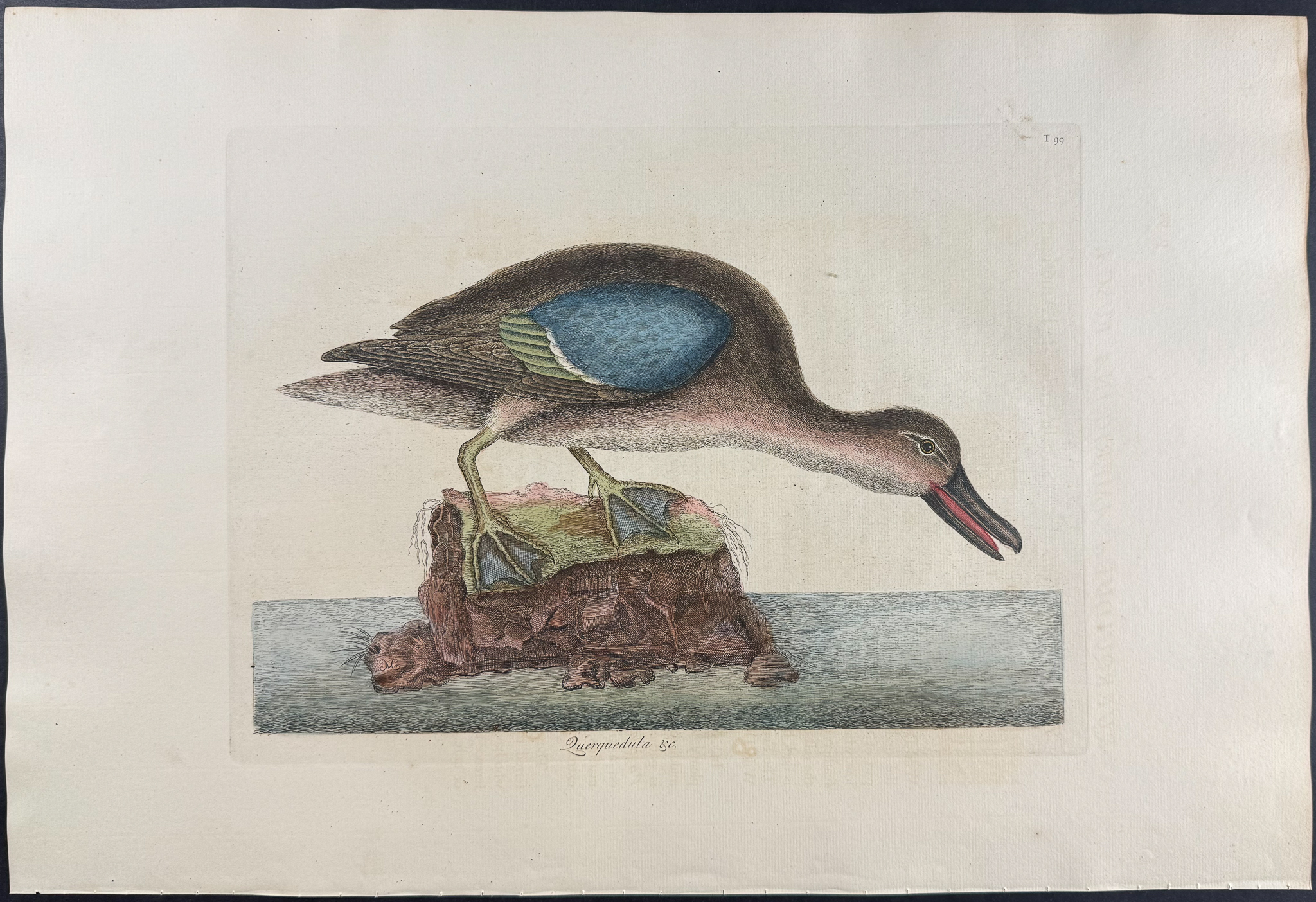 Catesby, Folio - Blue Winged Teal. 1-99