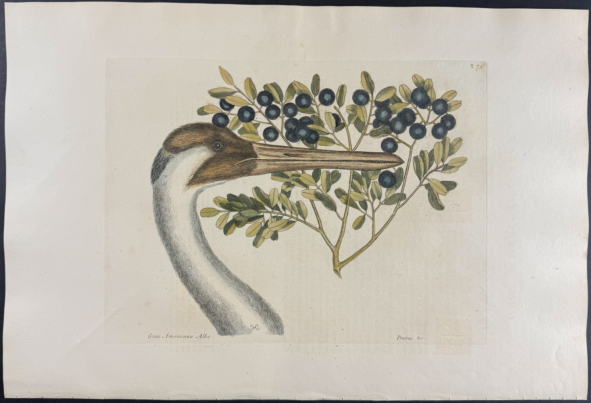Catesby, Folio - Hooping Crane (Whooping Crane) with Bullet Bush. 1-75