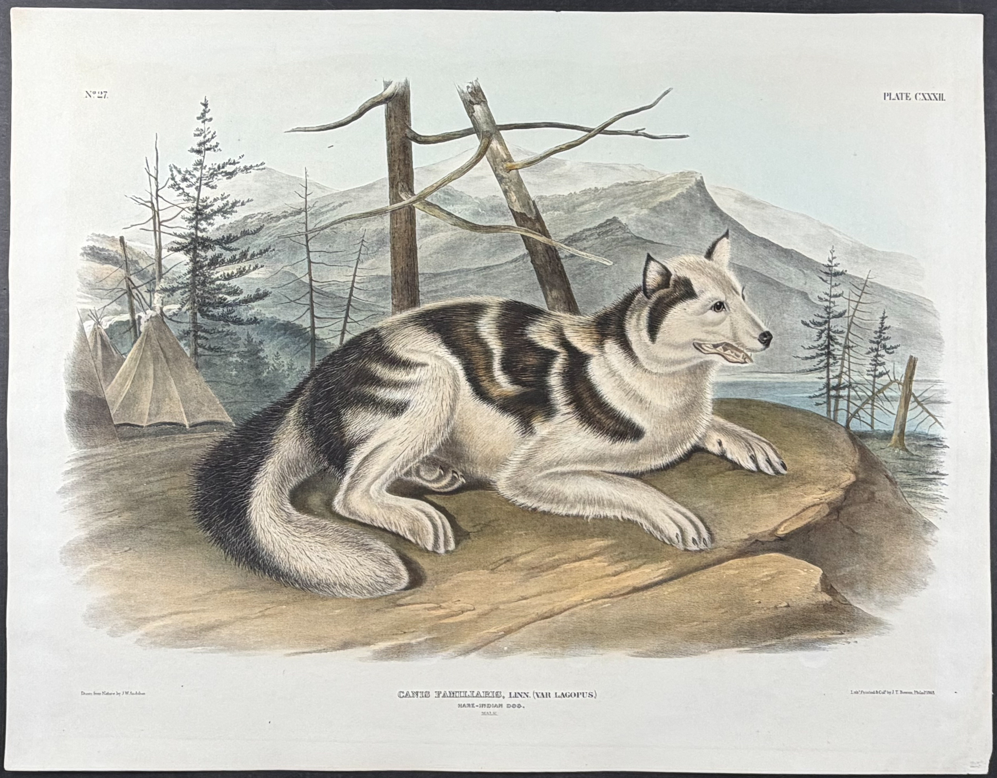Audubon, Imperial Folio - Hare Indian Dog. 132