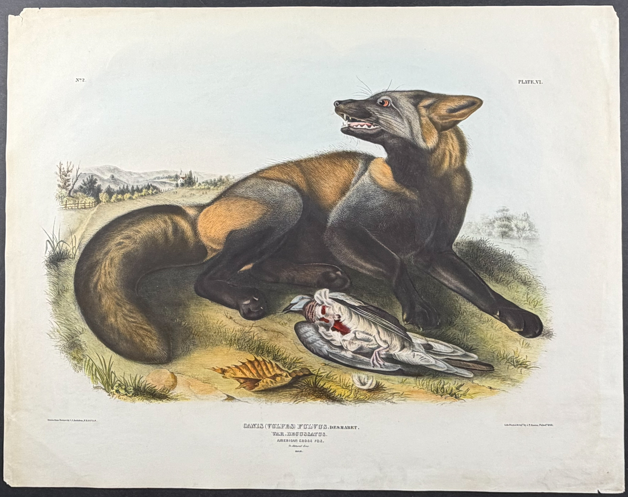 Audubon, Imperial Folio - American Cross Fox. 6