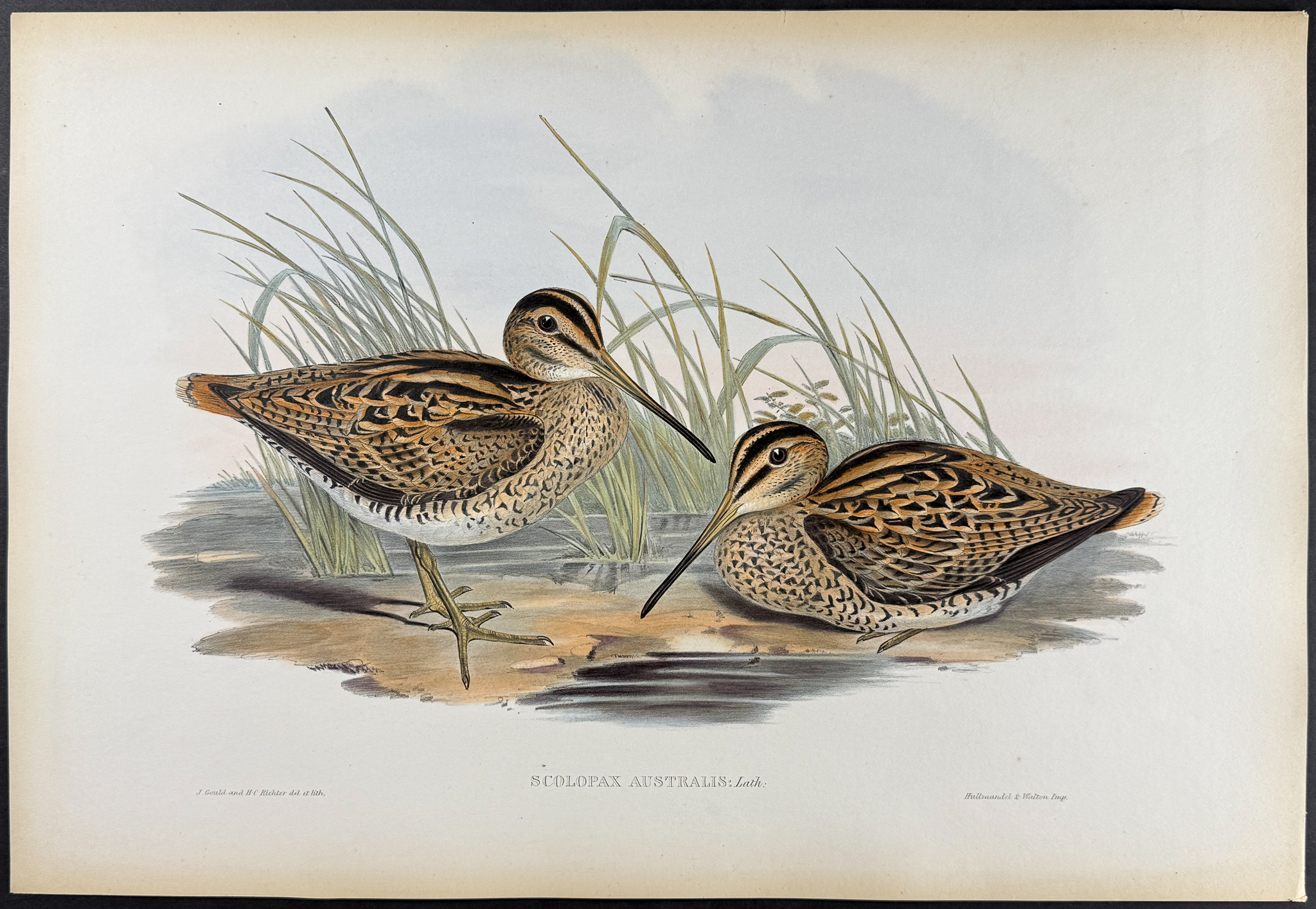 Gould, Australia - Australian Painted Snipe [Scolopax Australis]