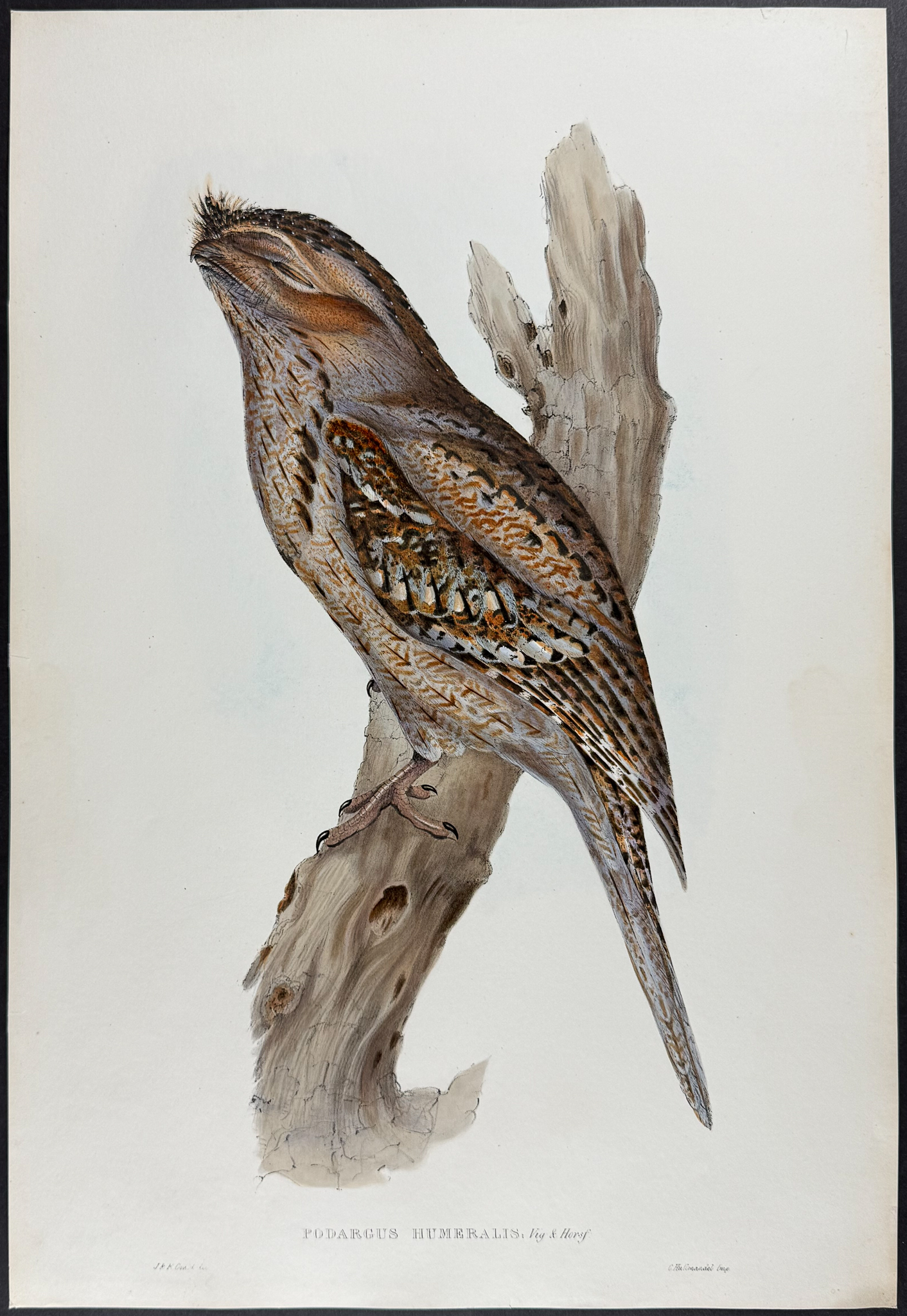 Gould, Australia - Tawny Frogmouth [Podargus Humeralis]