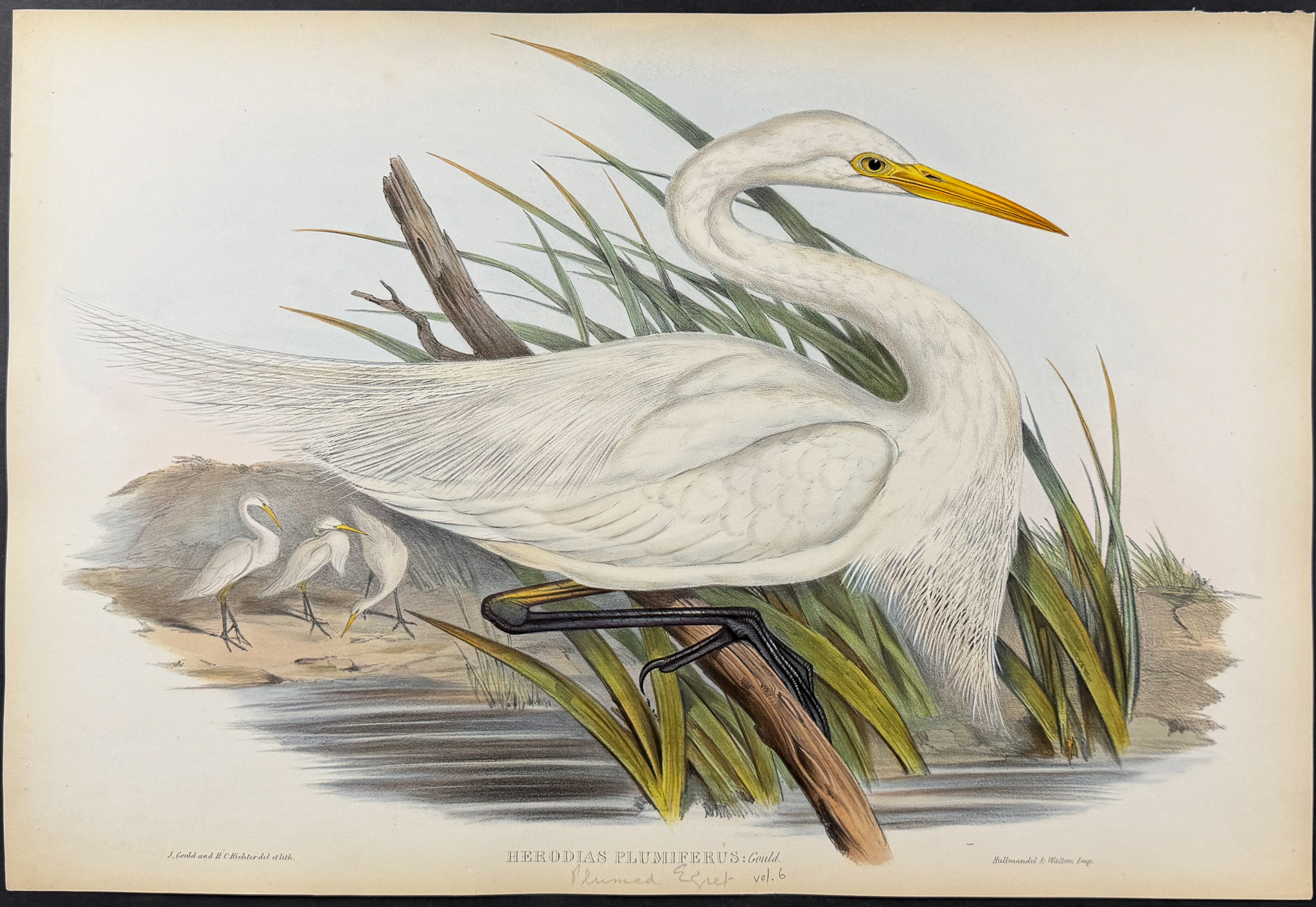 Gould, Australia - Plumed Egret [Herodias Plumiferus]