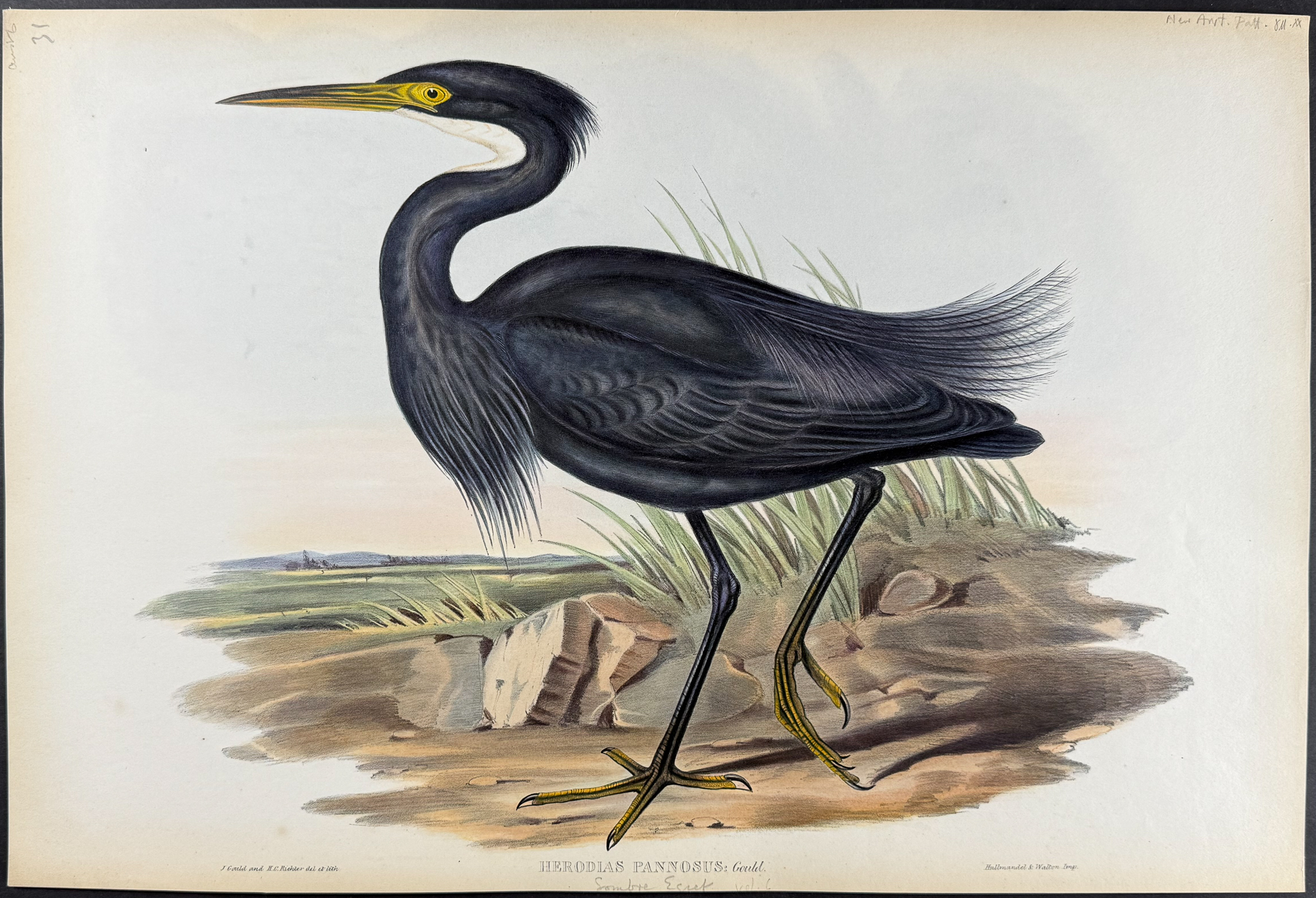 Gould, Australia - Sombre Egret [Herodias Pannosus]
