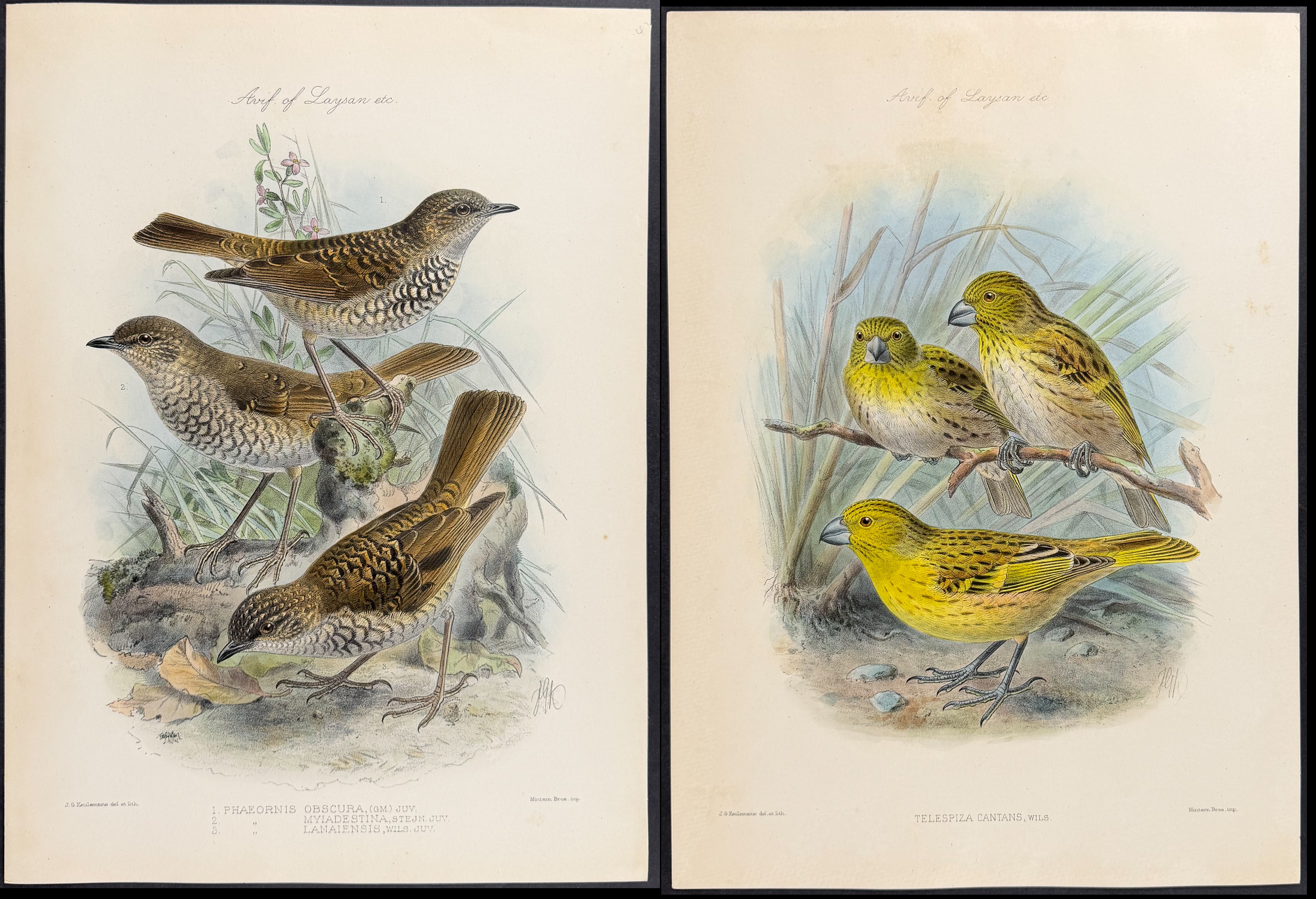 Rothschild & Keulemans, Hawaii - Pair of Bird Lithographs (Frinch, Thrush)
