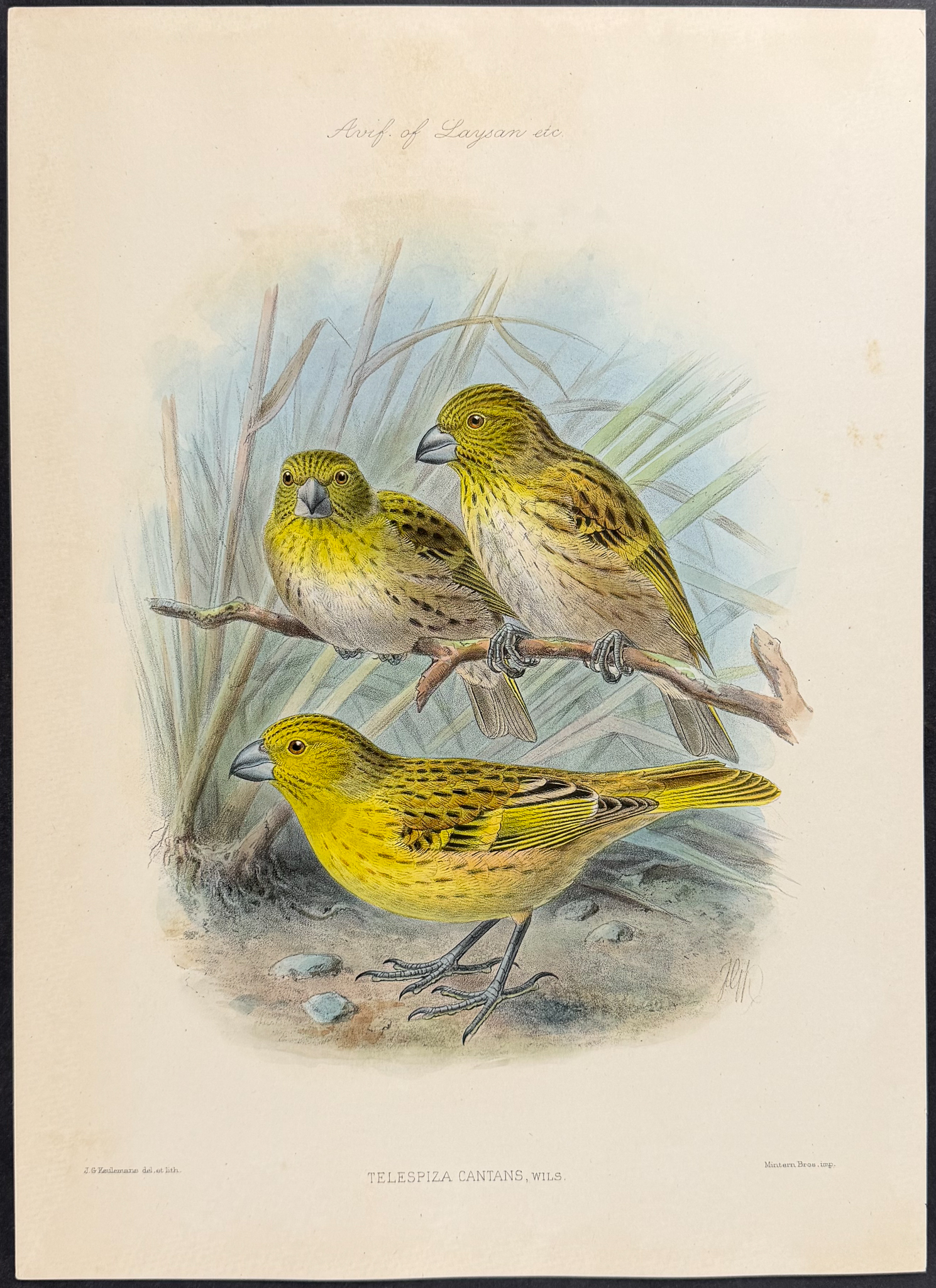Rothschild & Keulemans, Hawaii - Pair of Bird Lithographs (Frinch, Thrush)