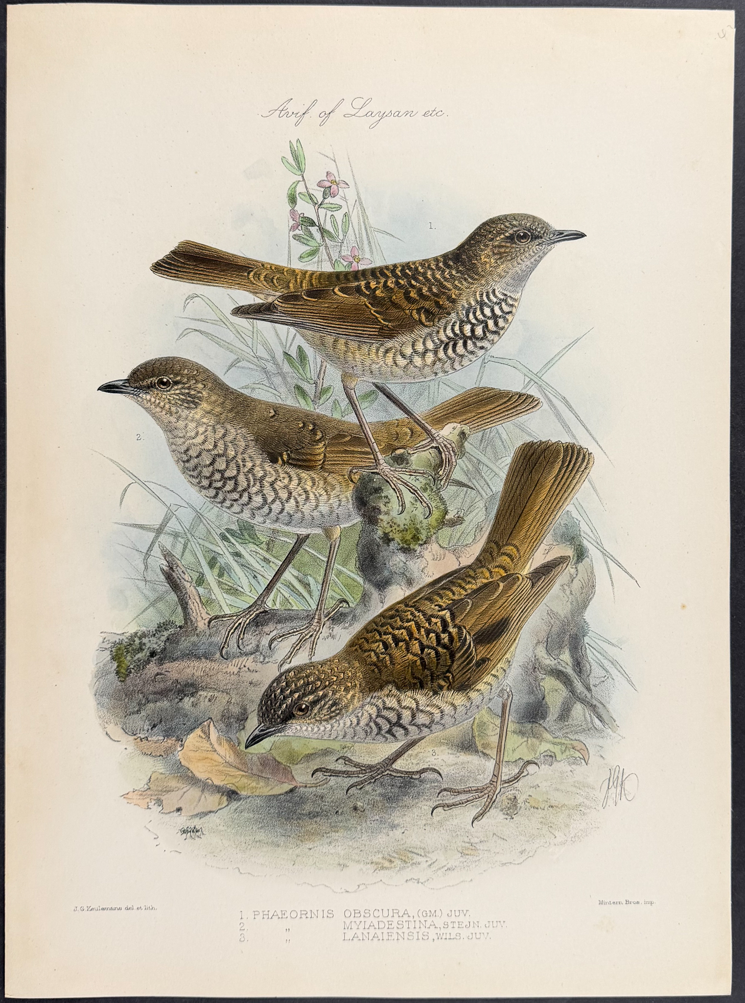 Rothschild & Keulemans, Hawaii - Pair of Bird Lithographs (Frinch, Thrush)