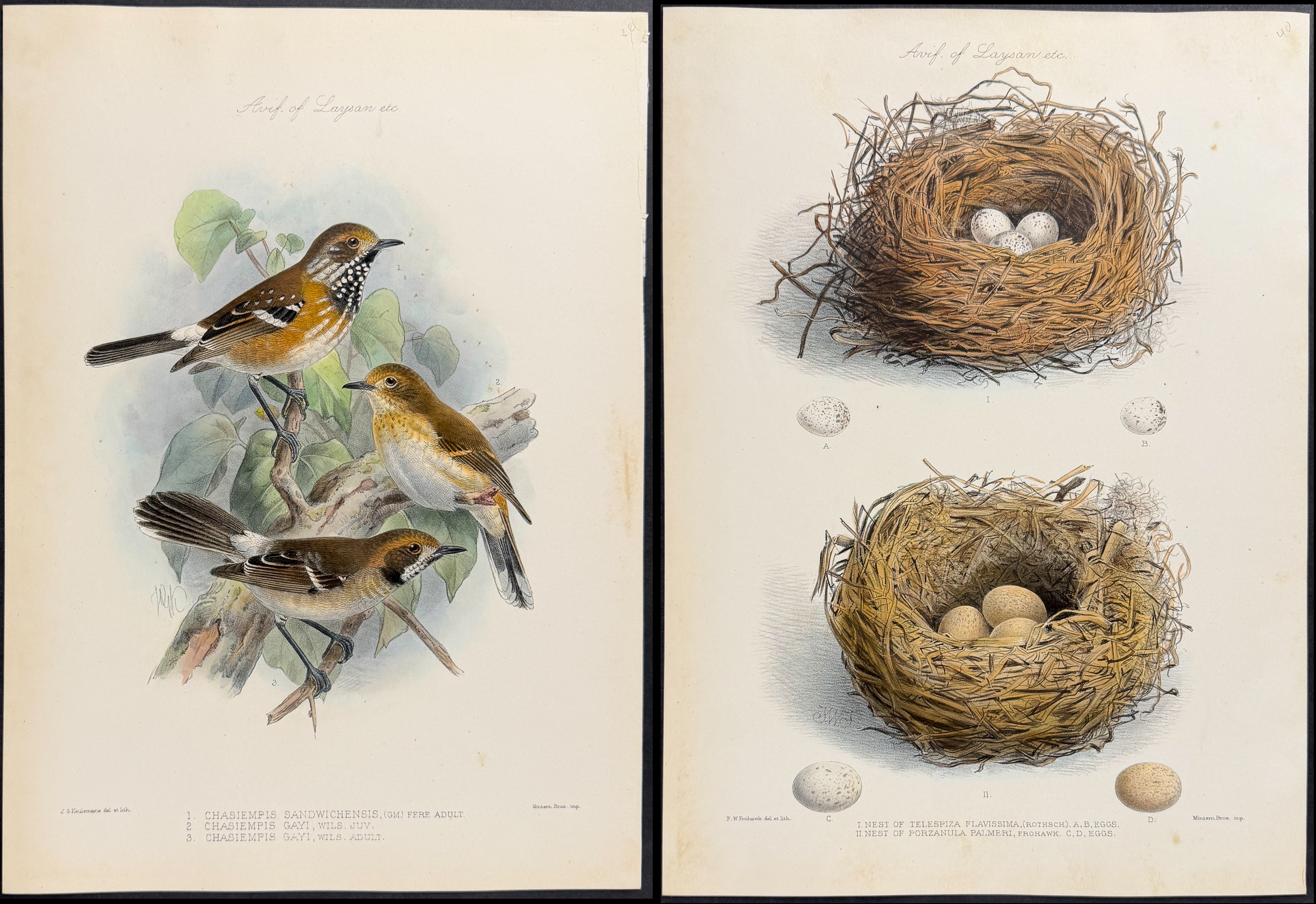 Rothschild & Keulemans, Hawaii - Pair of Lithographs of Monarch Flycatcher & Nests of Birds