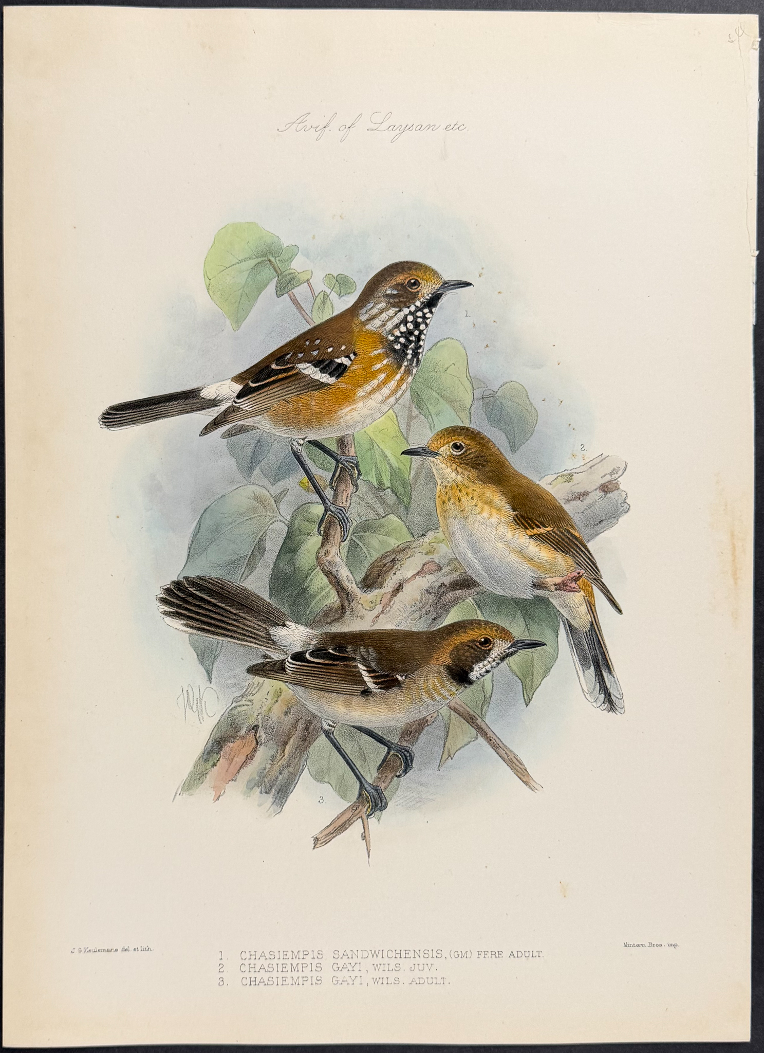 Rothschild & Keulemans, Hawaii - Pair of Lithographs of Monarch Flycatcher & Nests of Birds