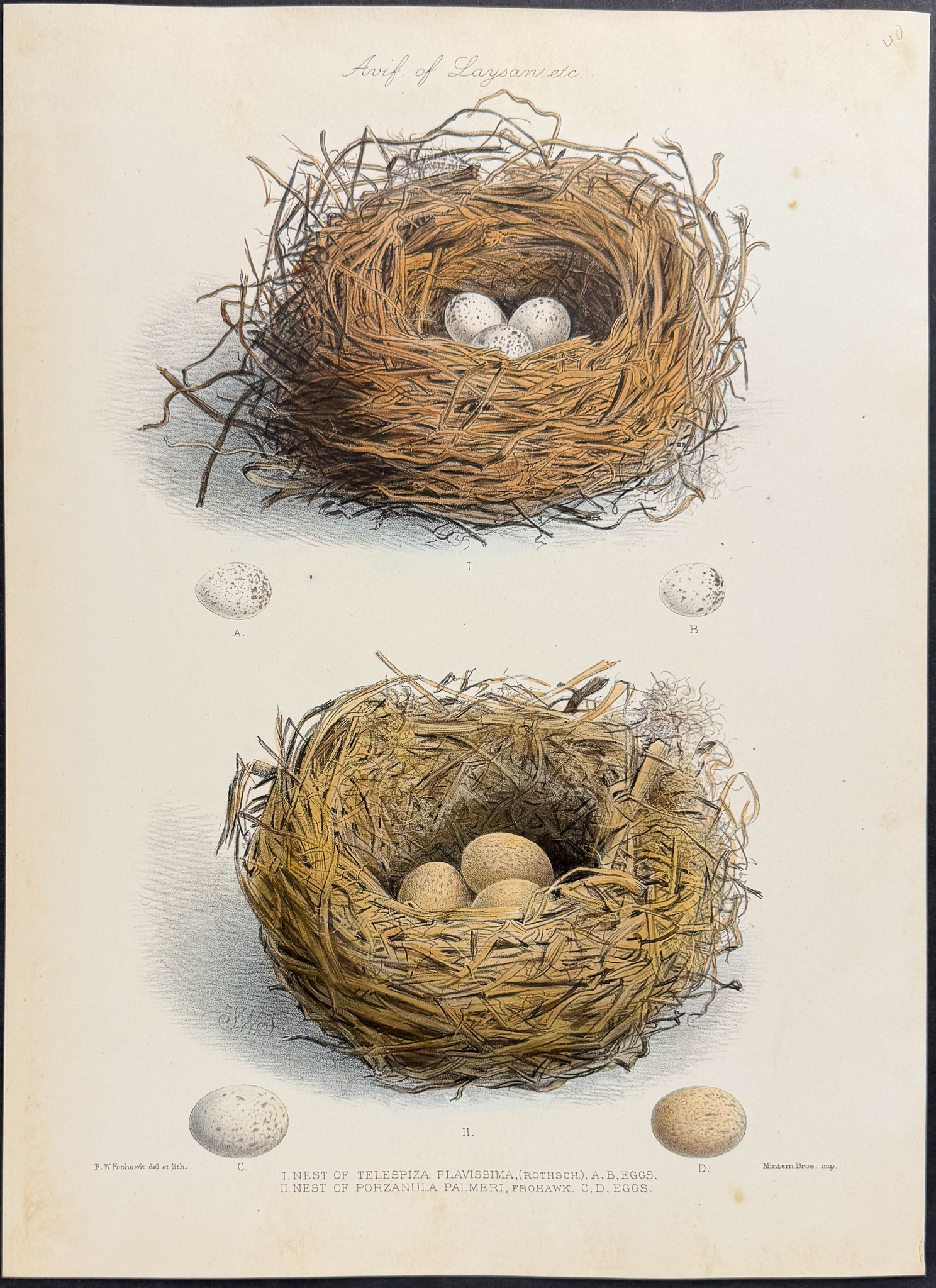 Rothschild & Keulemans, Hawaii - Pair of Lithographs of Monarch Flycatcher & Nests of Birds
