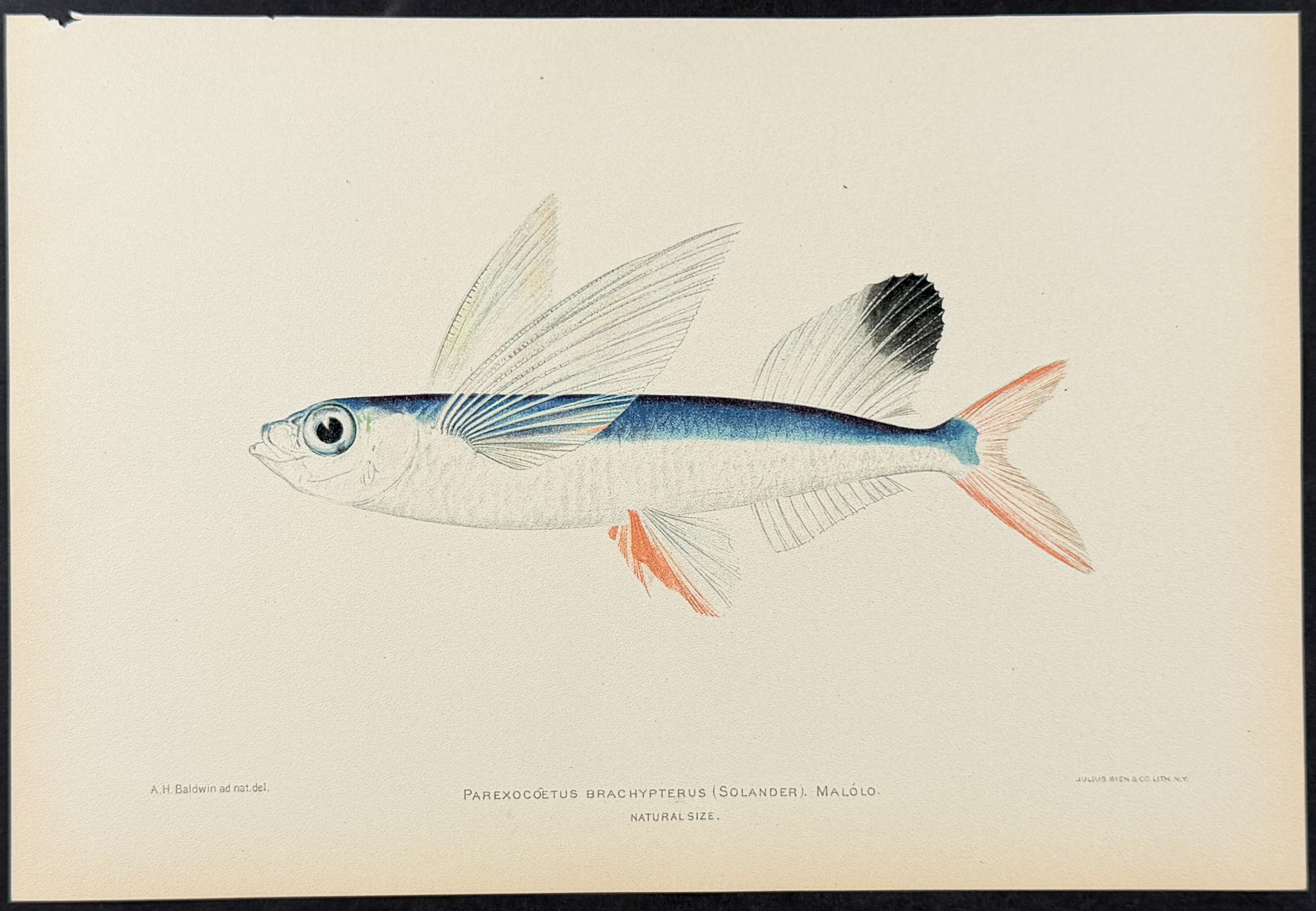 Bien, Hawaii - Malolo or Sailfin Flying Fish [Parexocoetus Brachypterus]