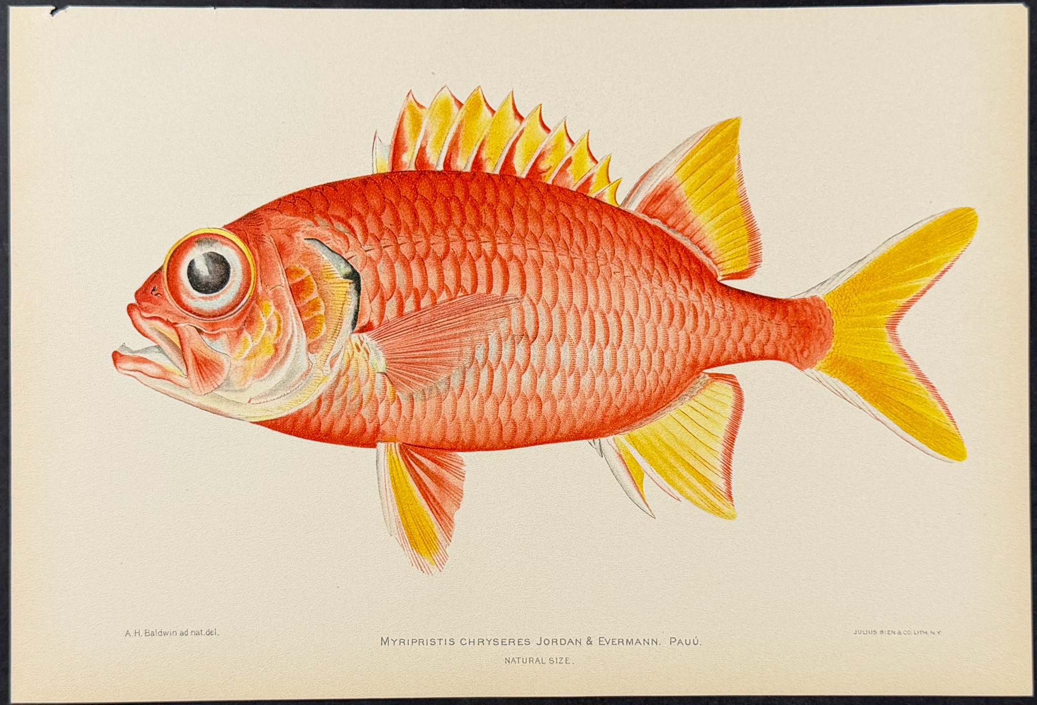 Bien, Hawaii - Pauu or Yellowfin Soldierfish [Myripristis Chryseres]