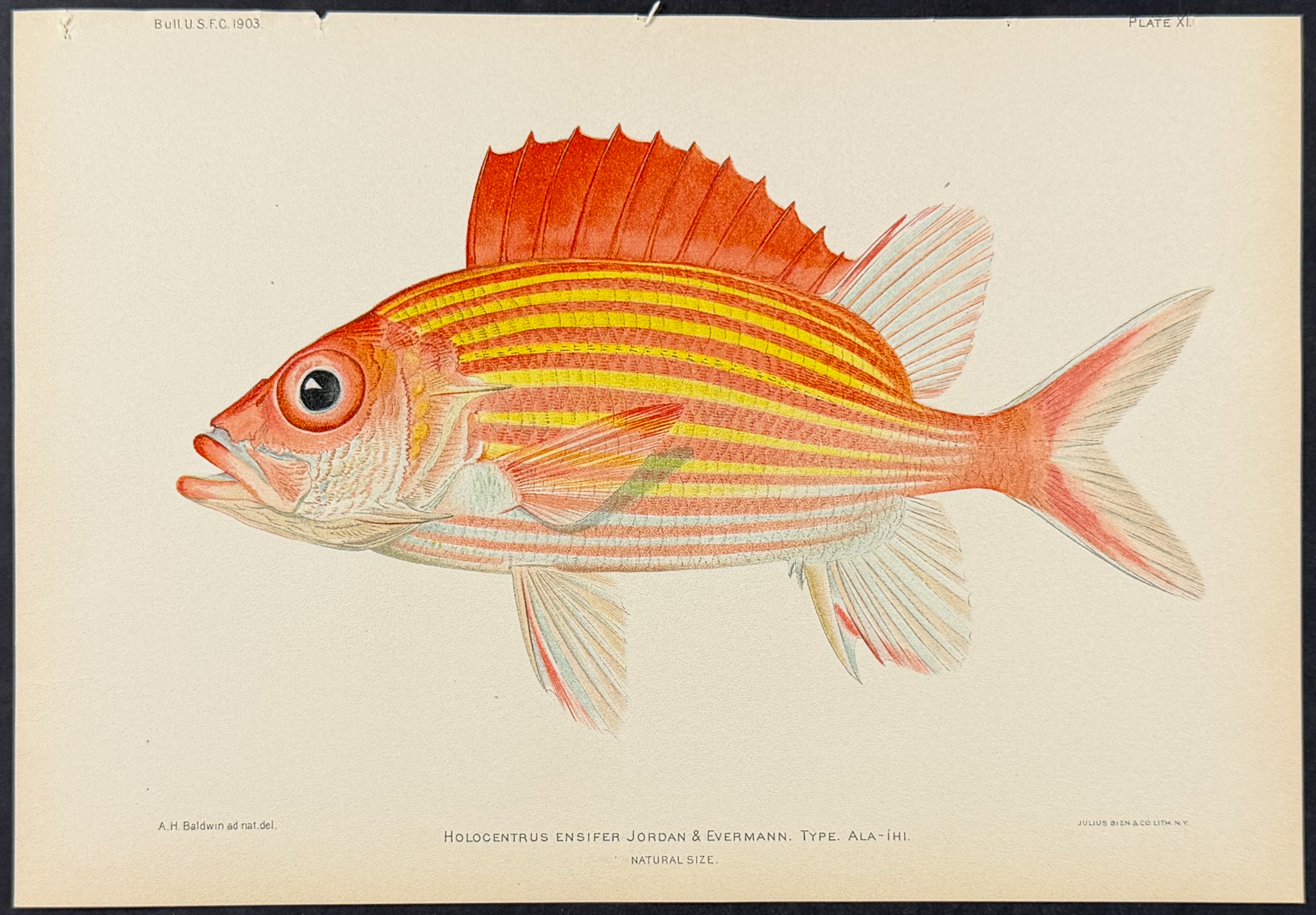 Bien, Hawaii - Ala-Ihi or Yellow-striped Squirrelfish [Holocentrus Ensifer]