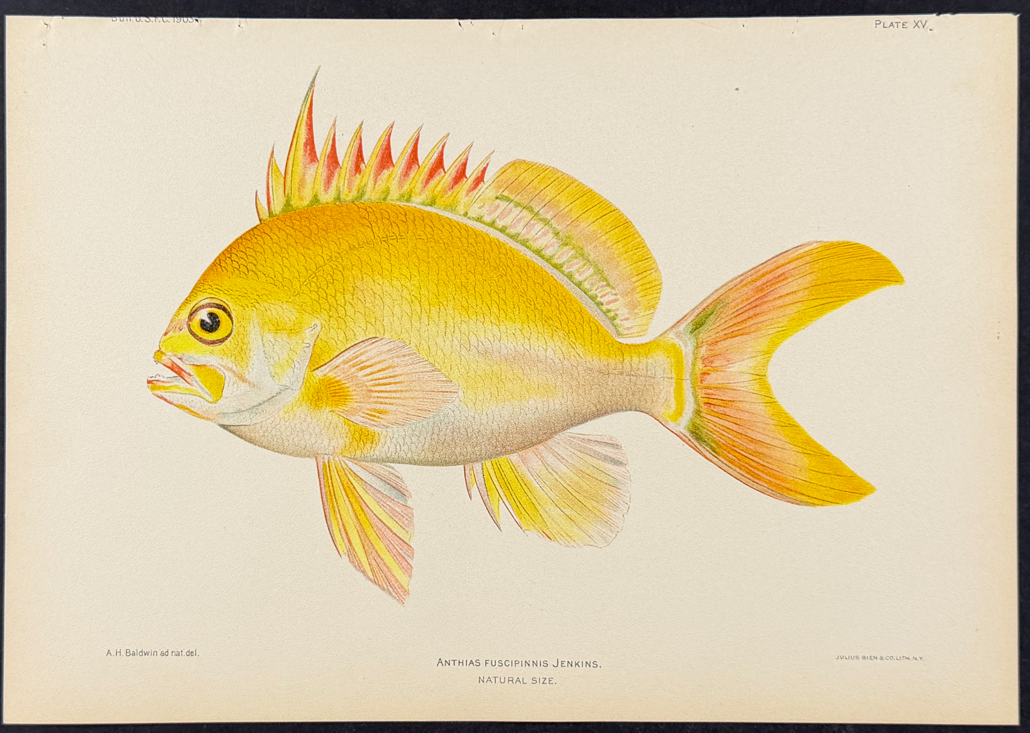 Bien, Hawaii - Yellow Anthias [Anthias Fuscipinnis]