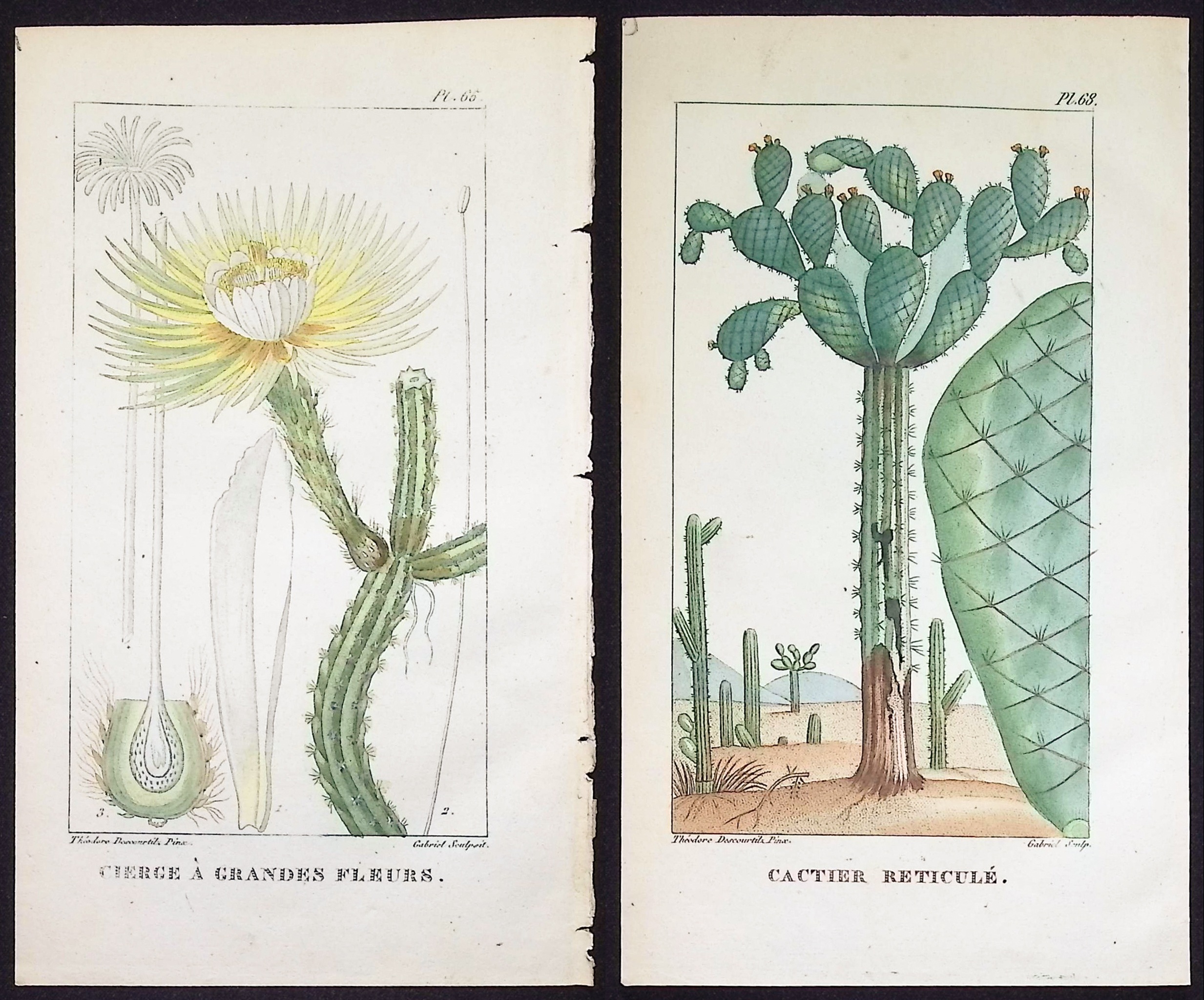 Descourtilz - 4 Cactus Engravings