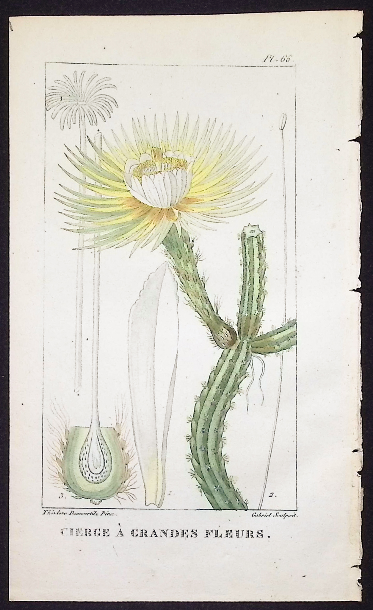Descourtilz - 4 Cactus Engravings
