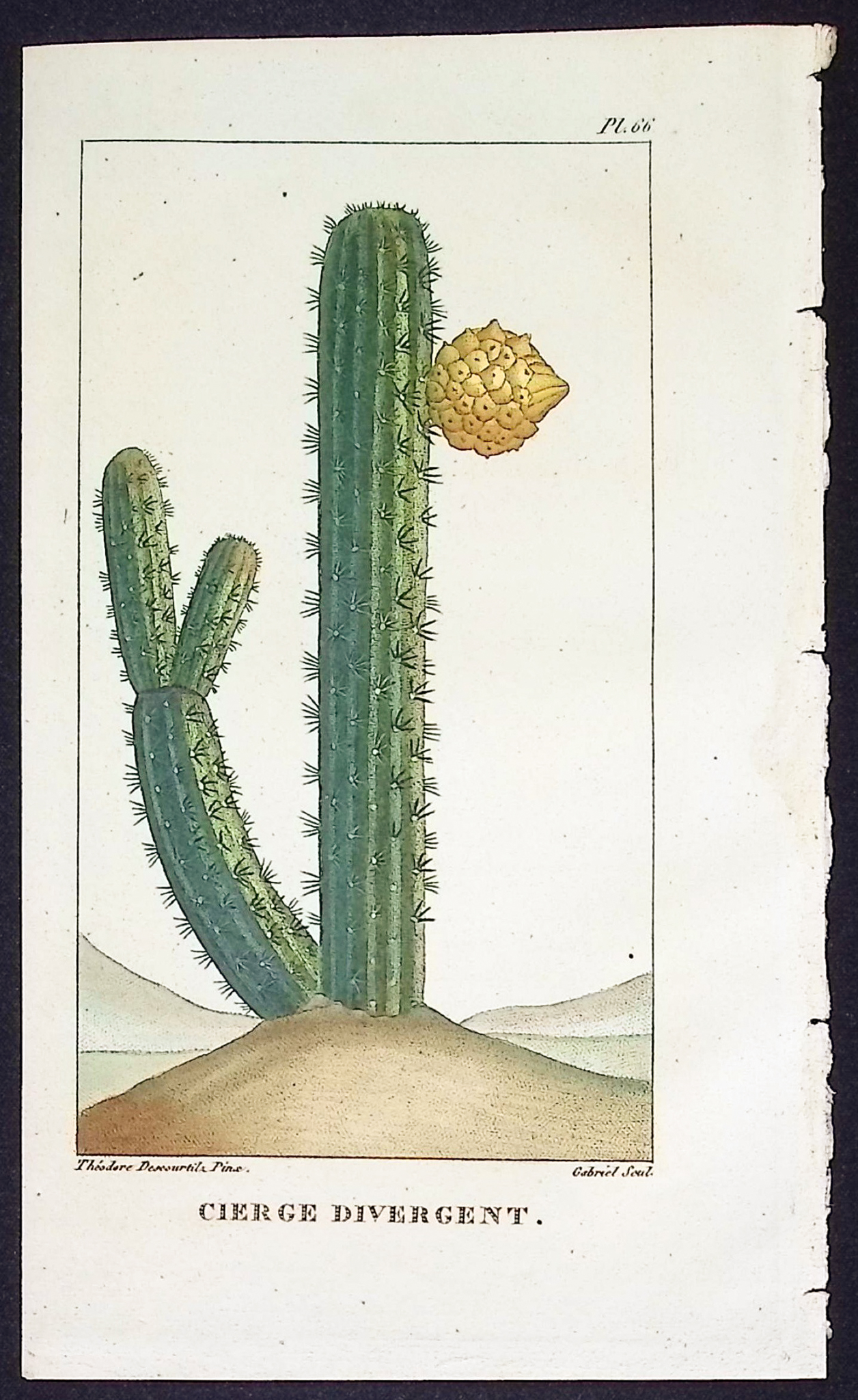 Descourtilz - 4 Cactus Engravings