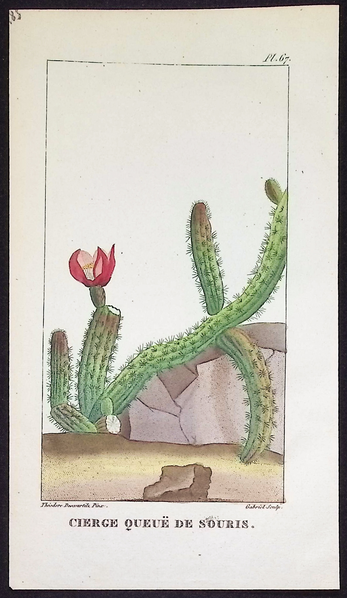 Descourtilz - 4 Cactus Engravings