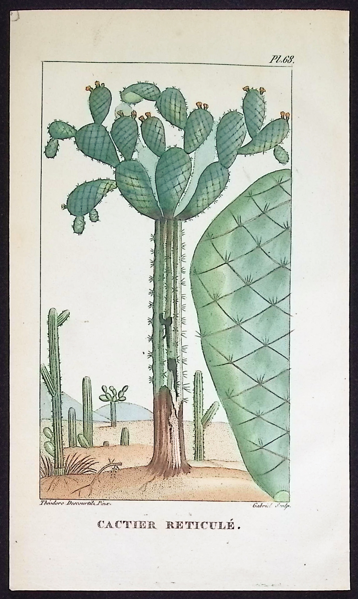 Descourtilz - 4 Cactus Engravings